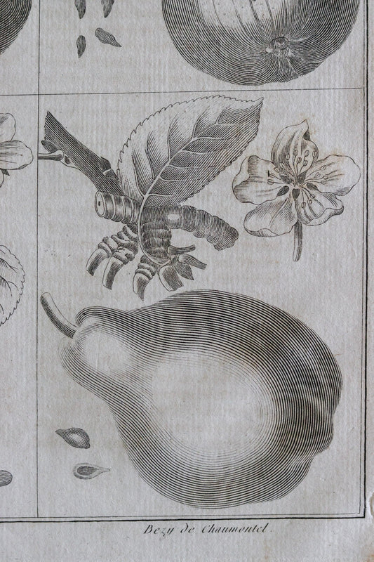 Antique French Pear Print c.1918