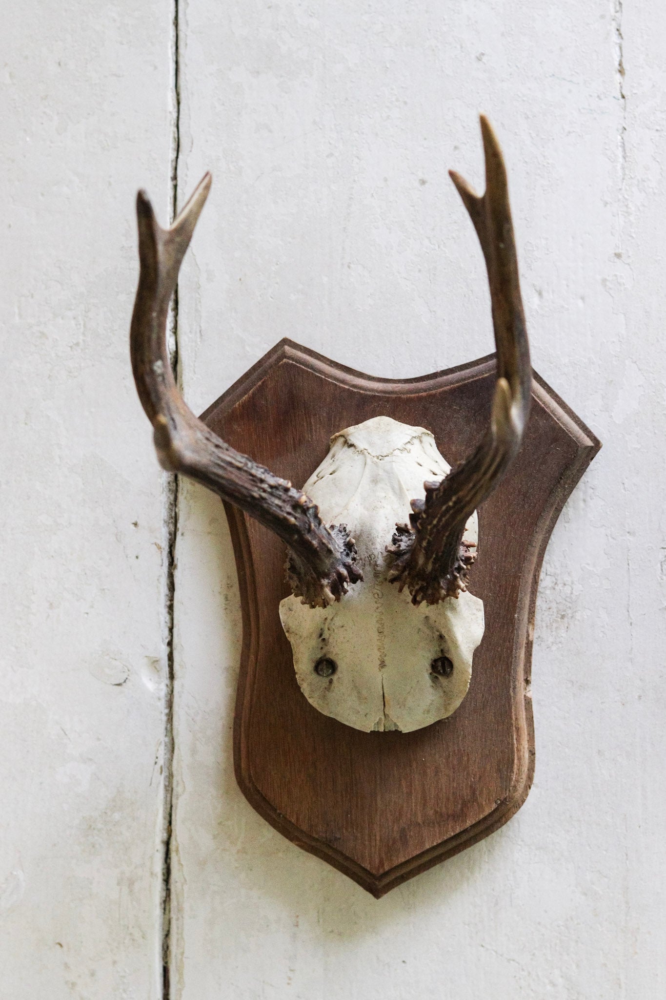 Petite Vintage European Antler Mount No.2