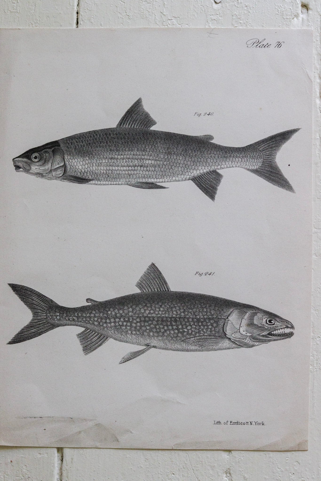 Antique Fish Print No.1