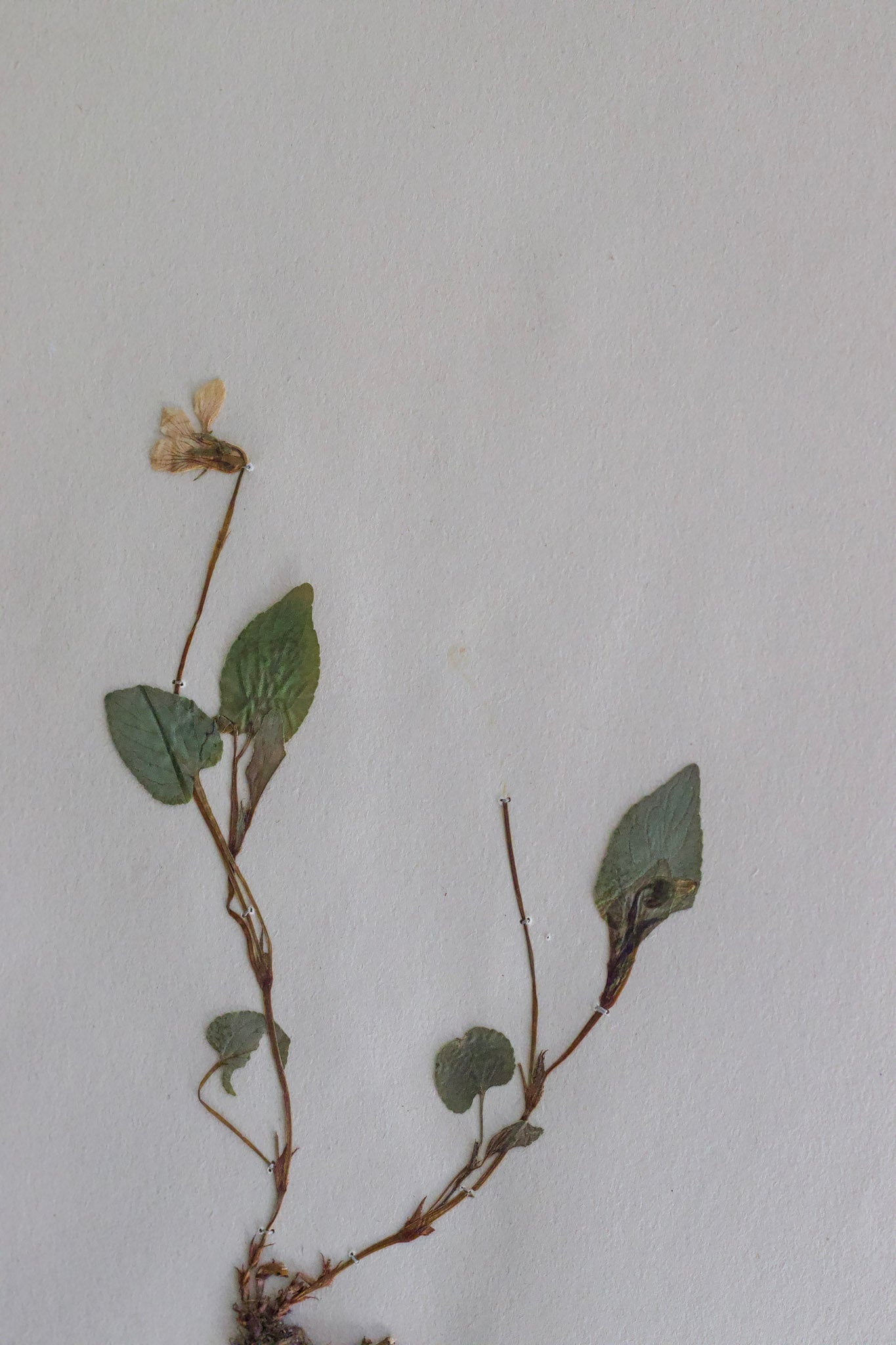 Swedish Herbarium - Dated 1934