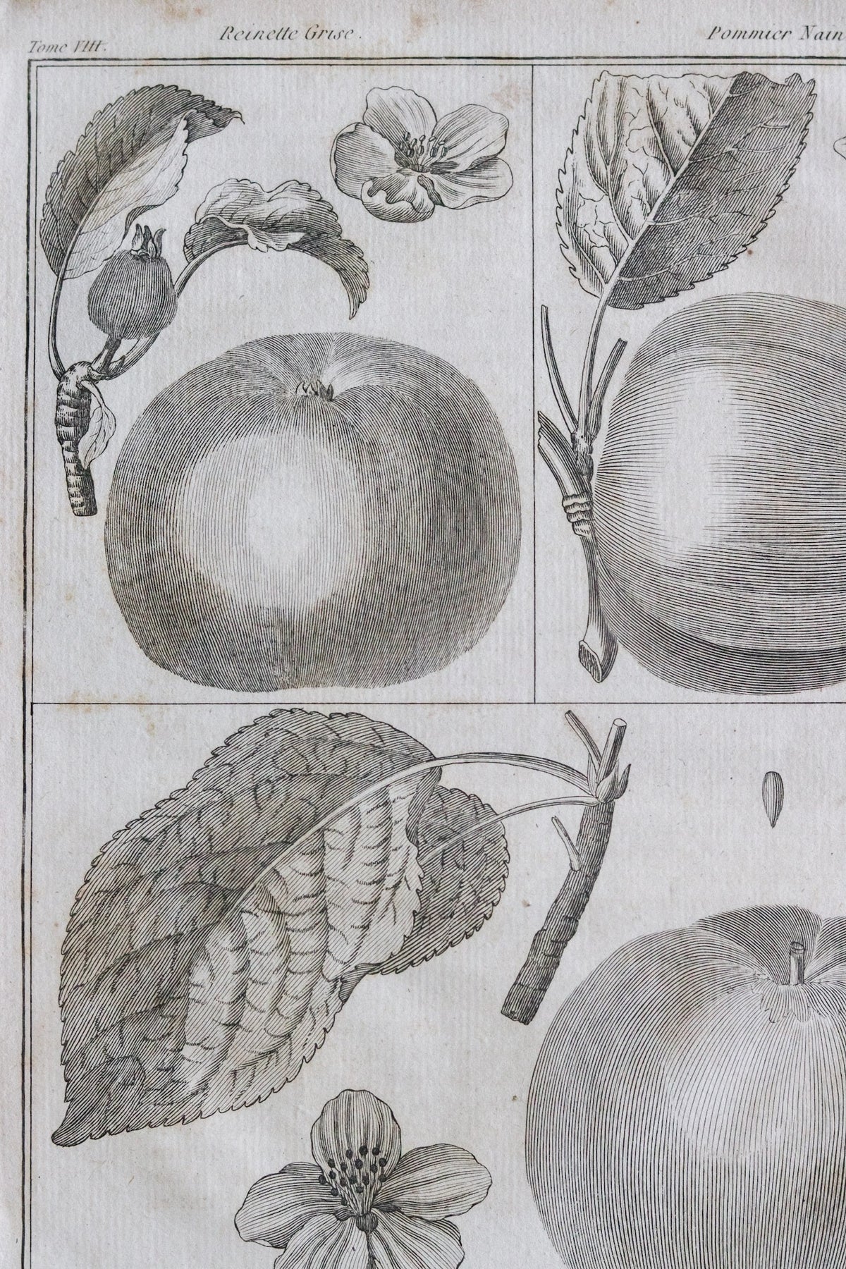 Antique French Apple Print c.1918