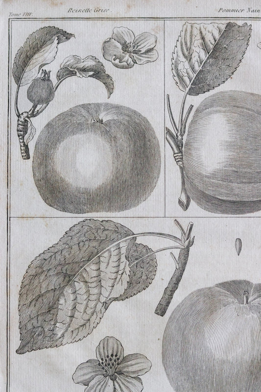 Antique French Apple Print c.1918