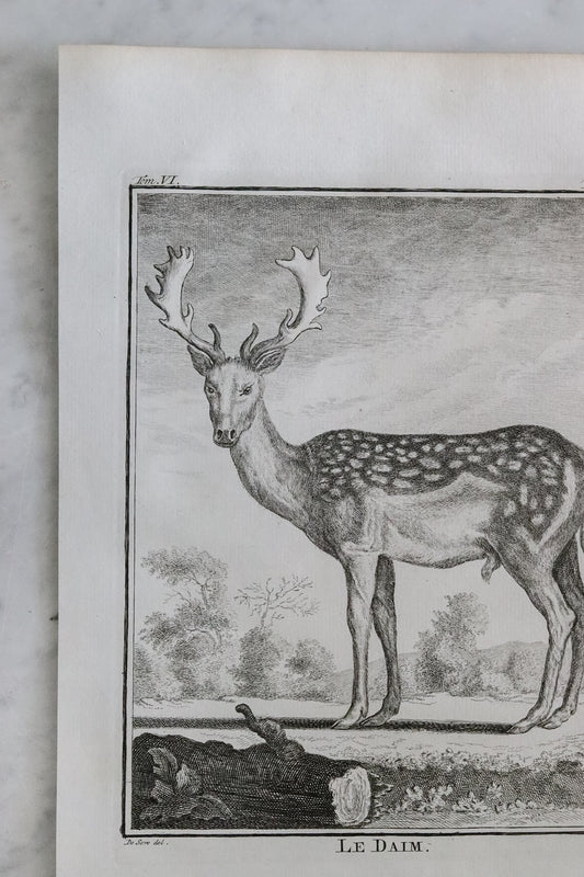 Antique French Deer Engraving