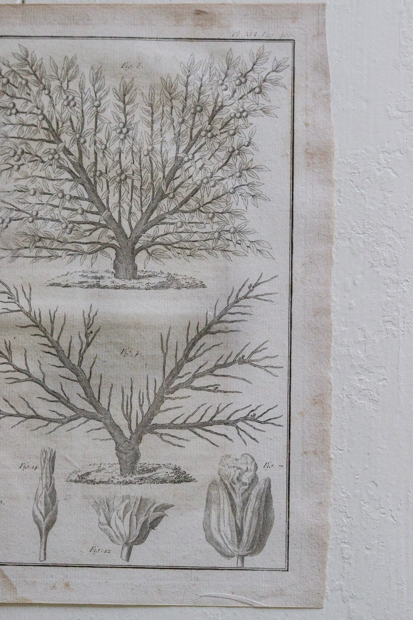 Antique French Horticulture Print No.2