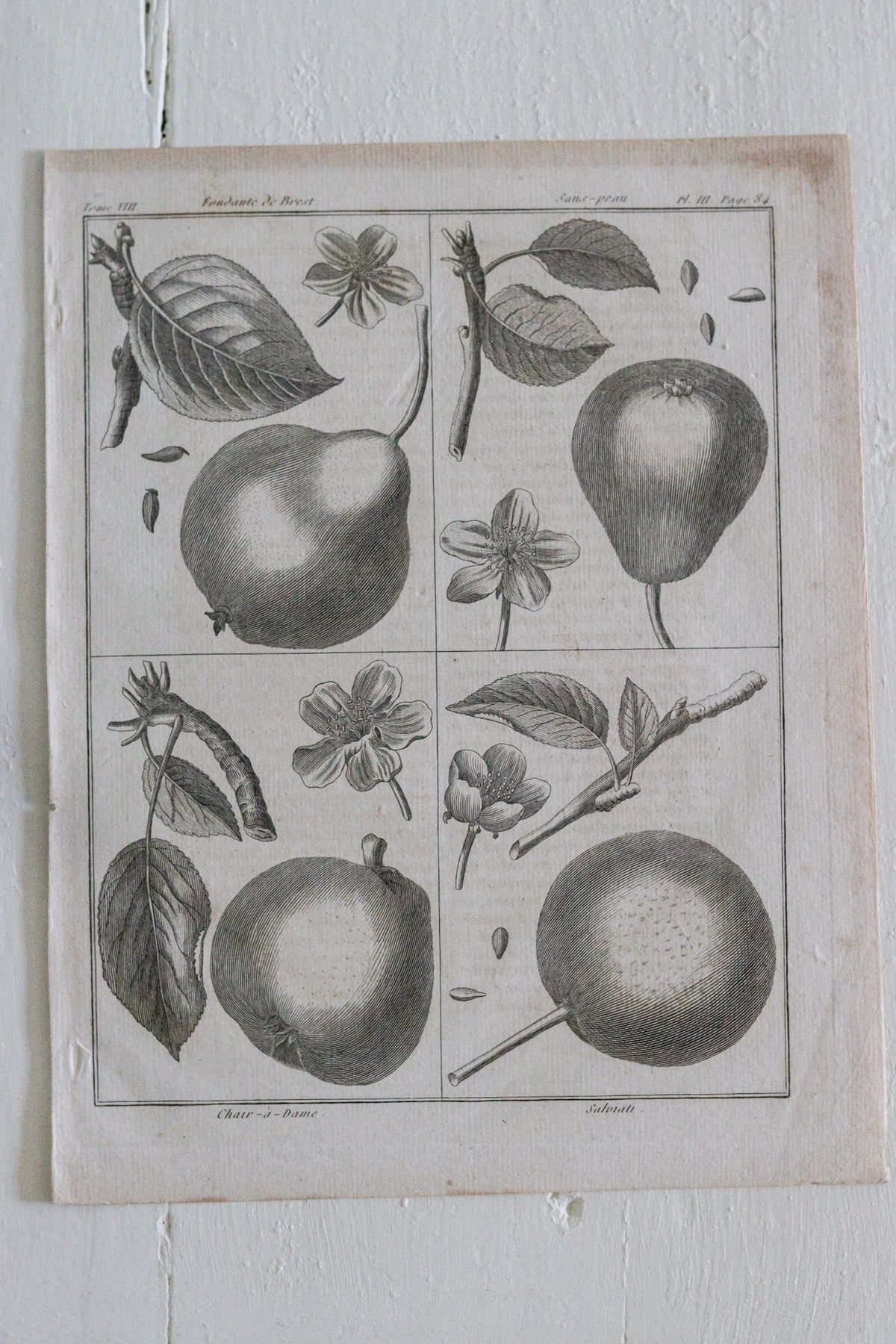Antique French Pear Print c.1918