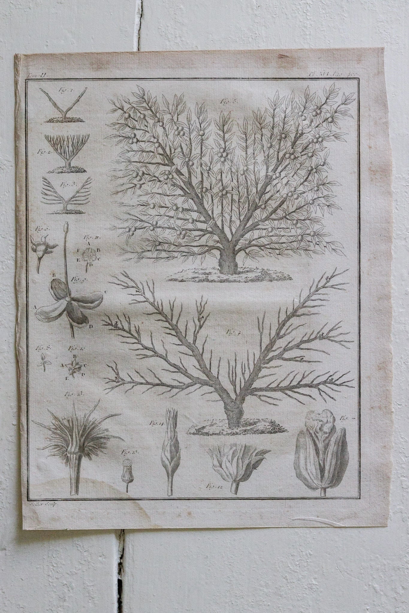 Antique French Horticulture Print No.2