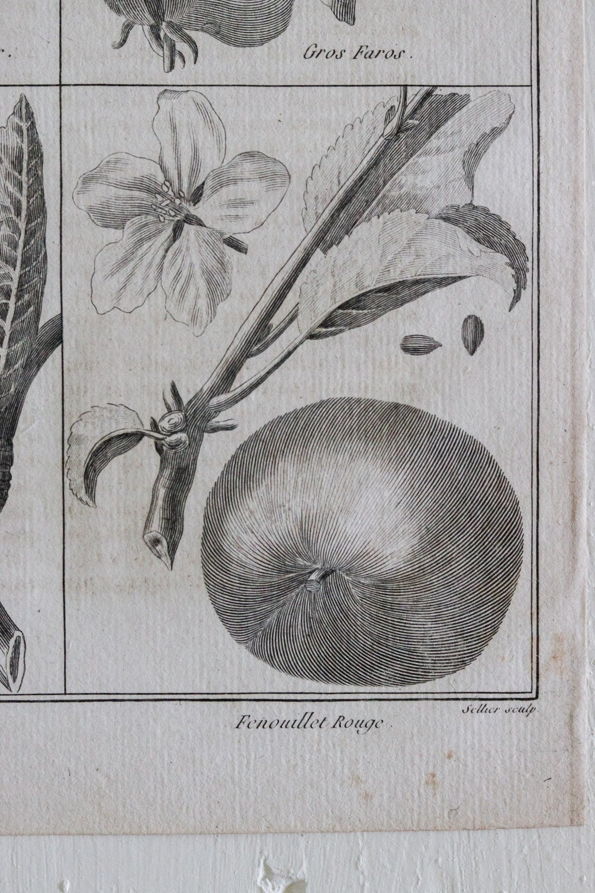 Antique French Apple Print c.1918