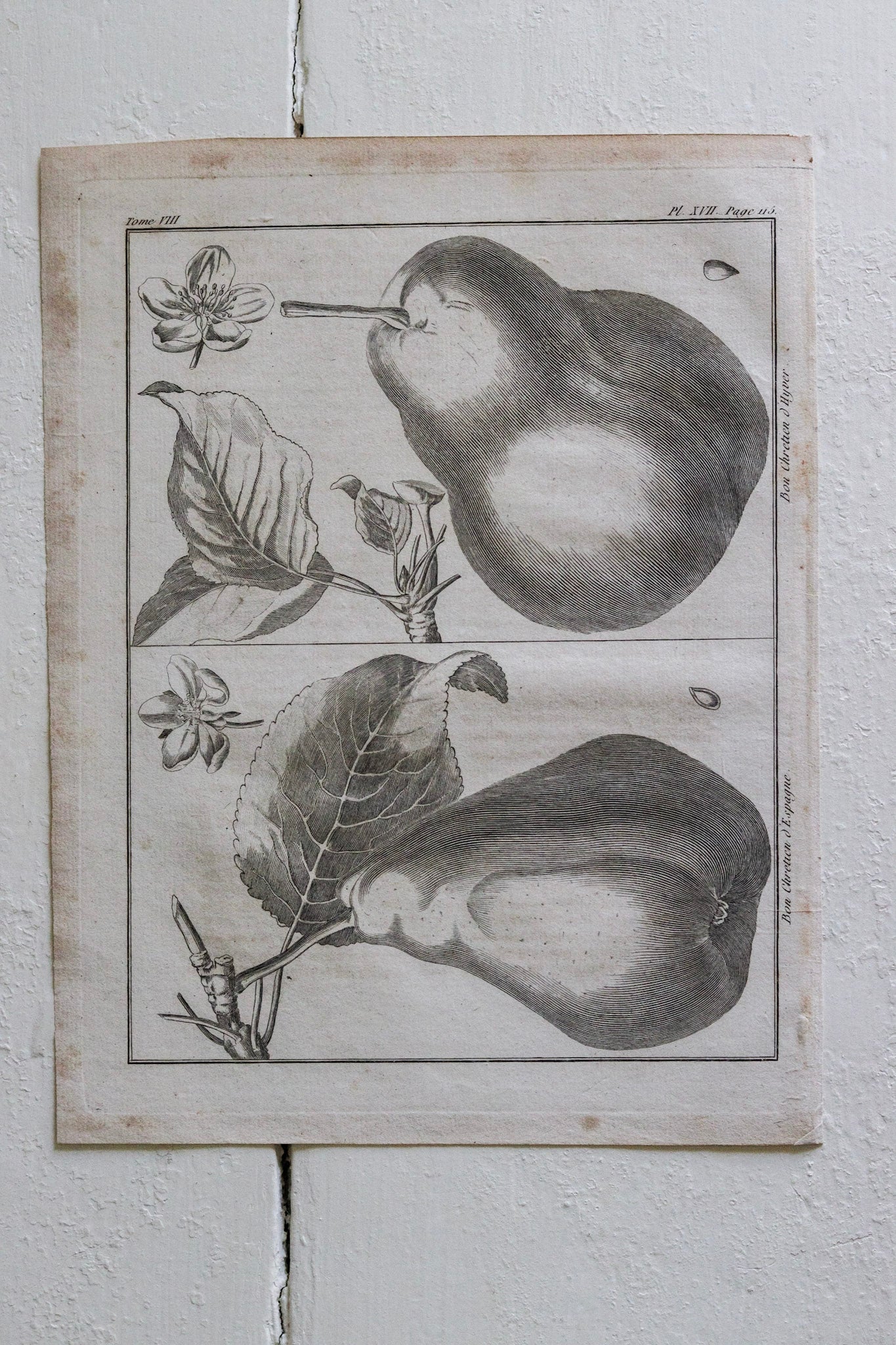 Antique French Fruit Print No.2