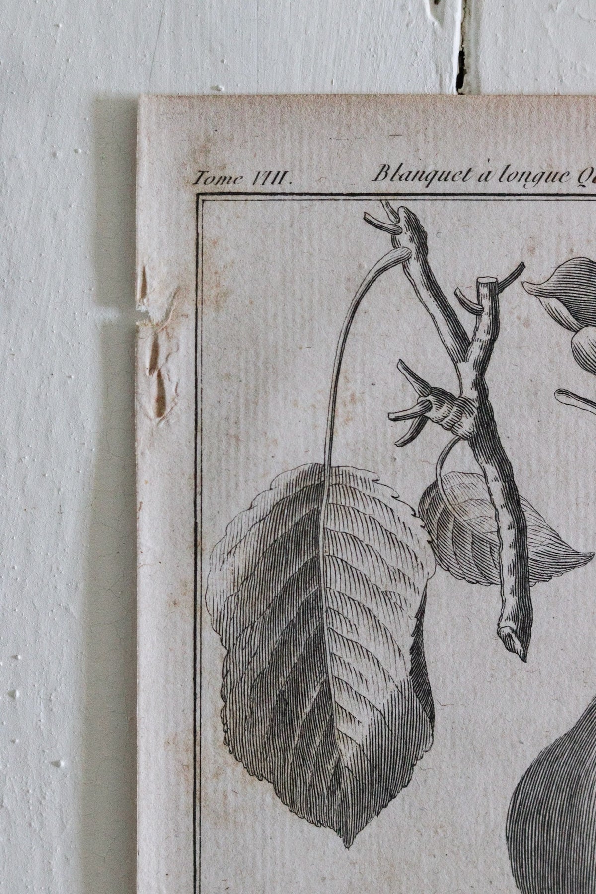 Antique French Pear Print c.1918