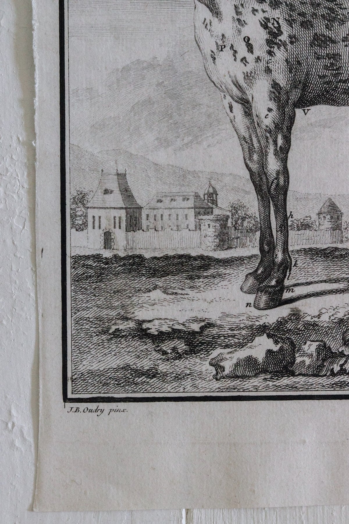 Antique Horse Engraving c.1775