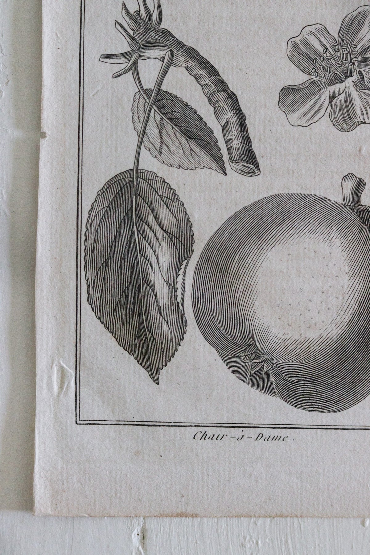 Antique French Pear Print c.1918