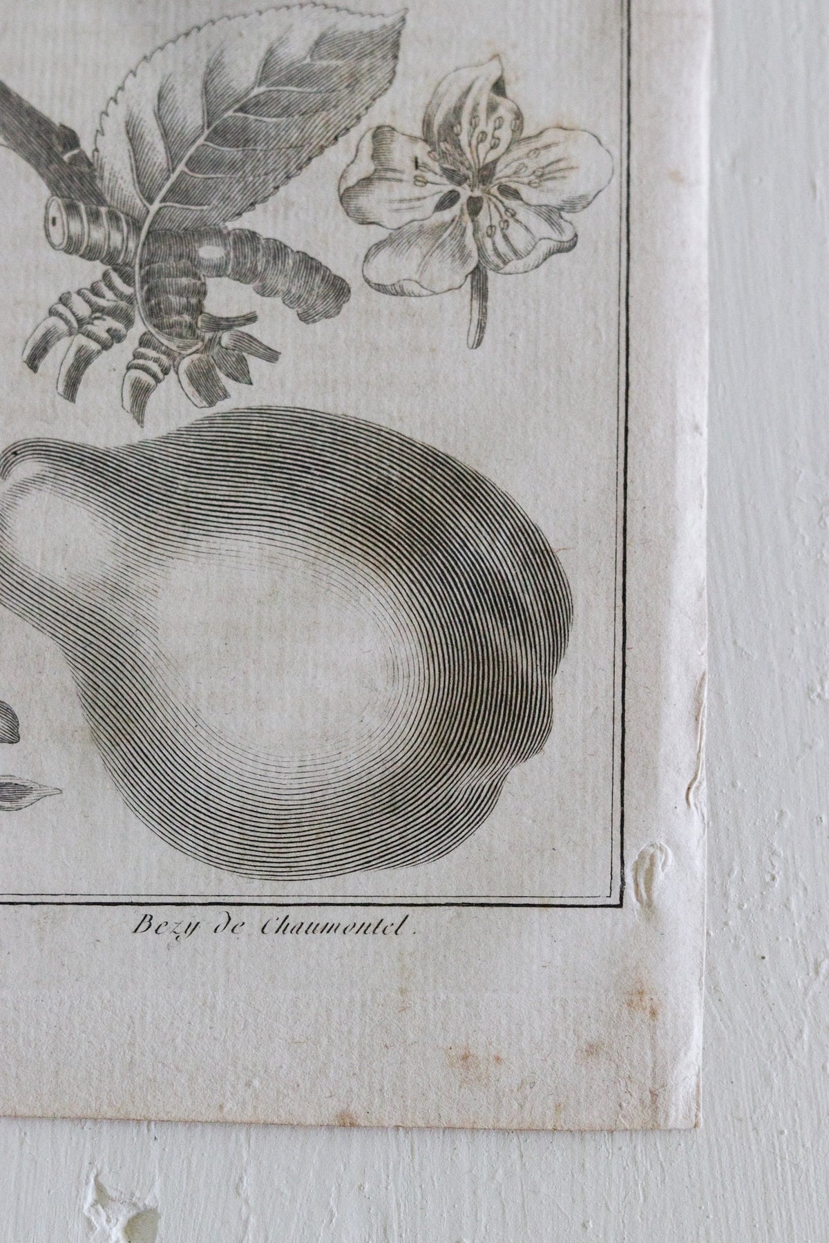 Antique French Pear Print c.1918