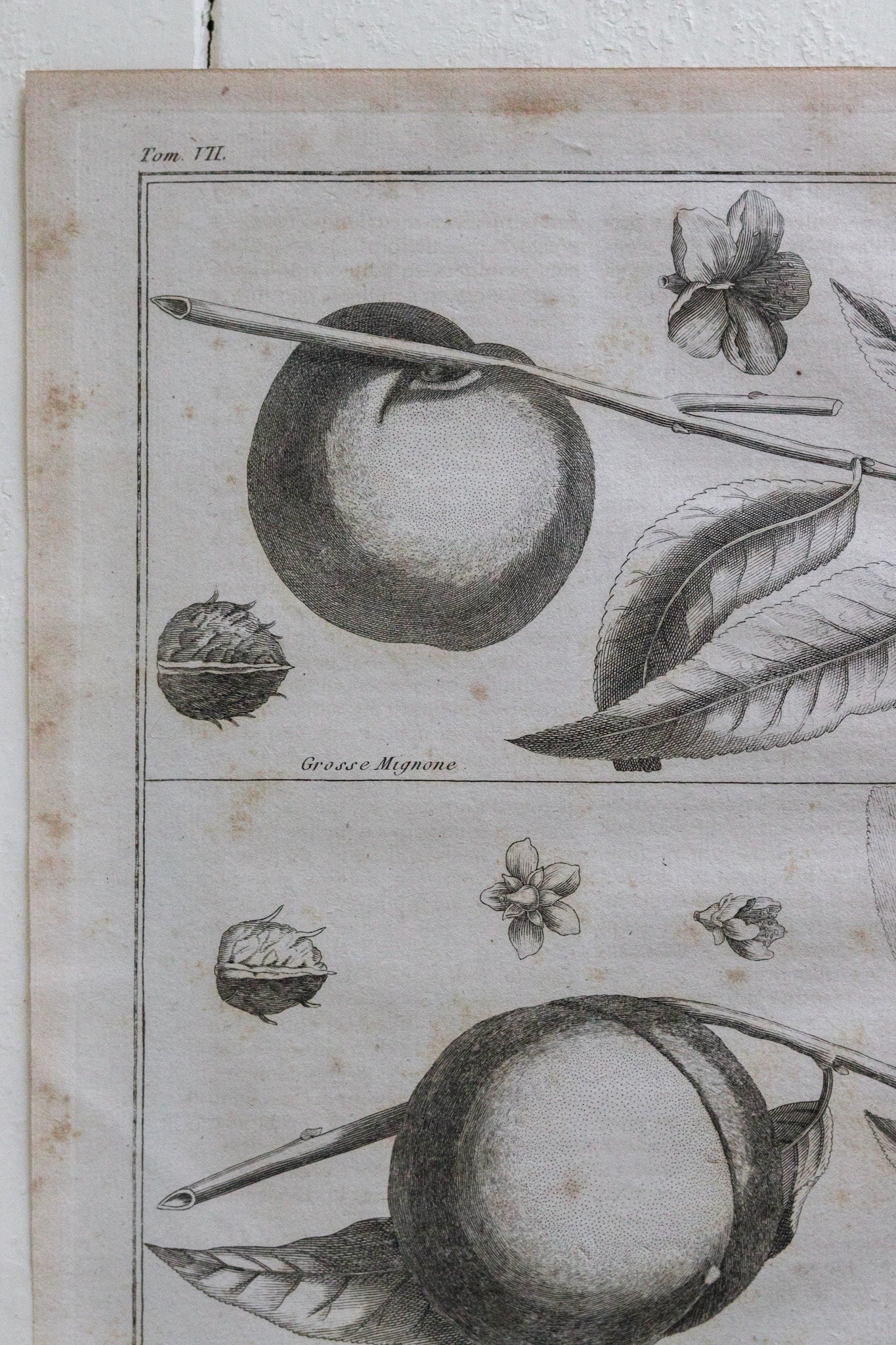 Antique French Peach Print No.4