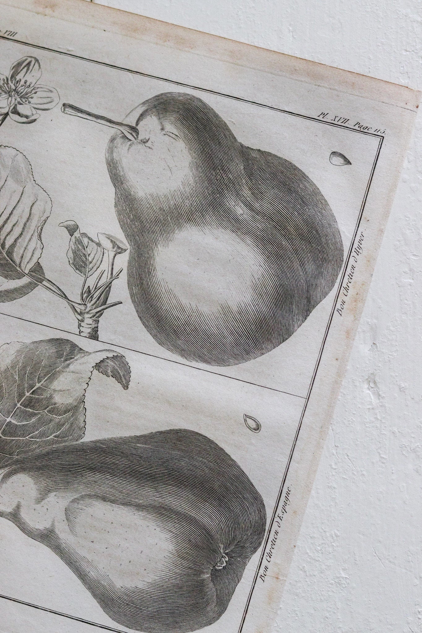 Antique French Fruit Print No.2