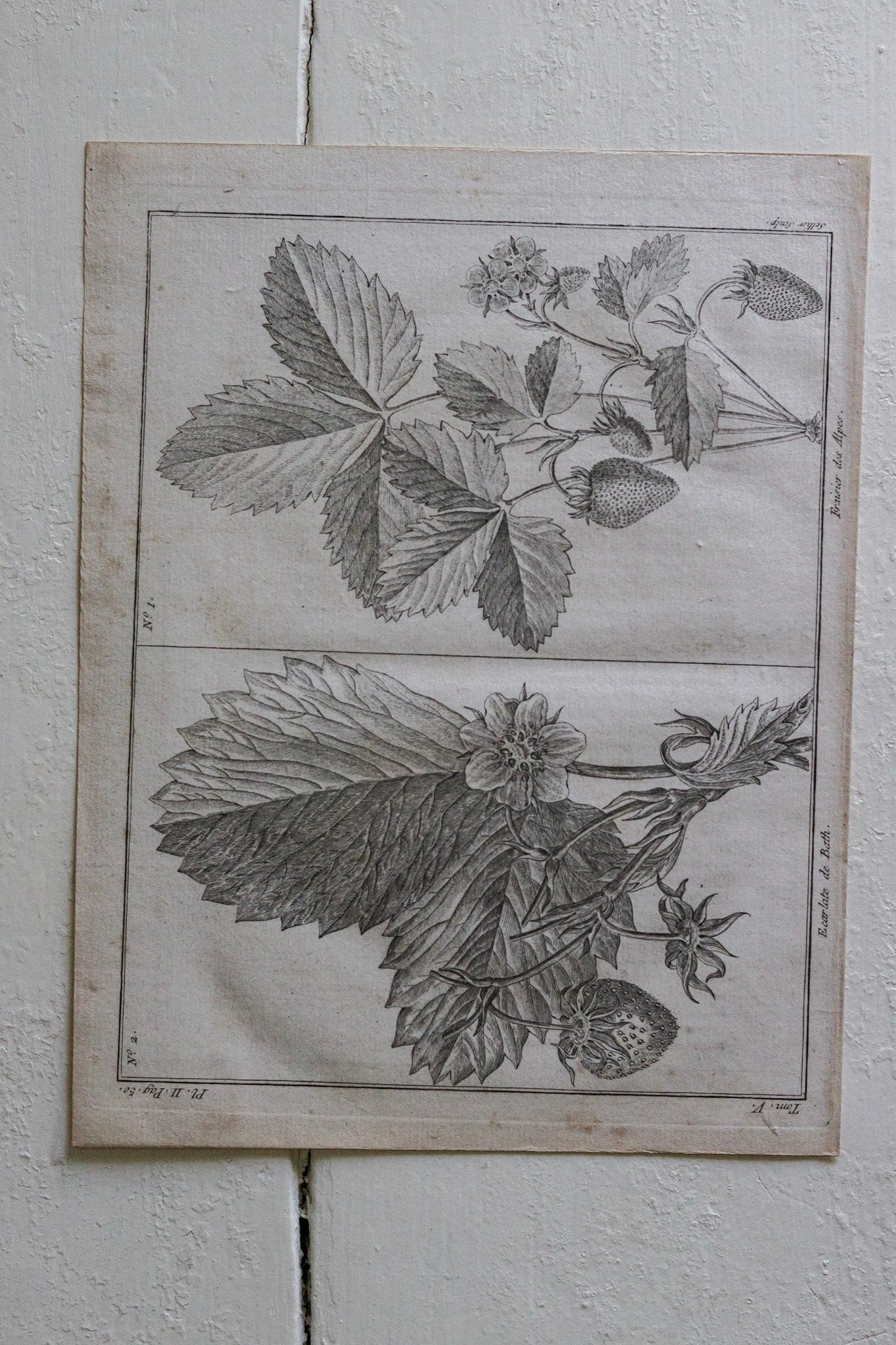 Antique French Strawberry Print No.3