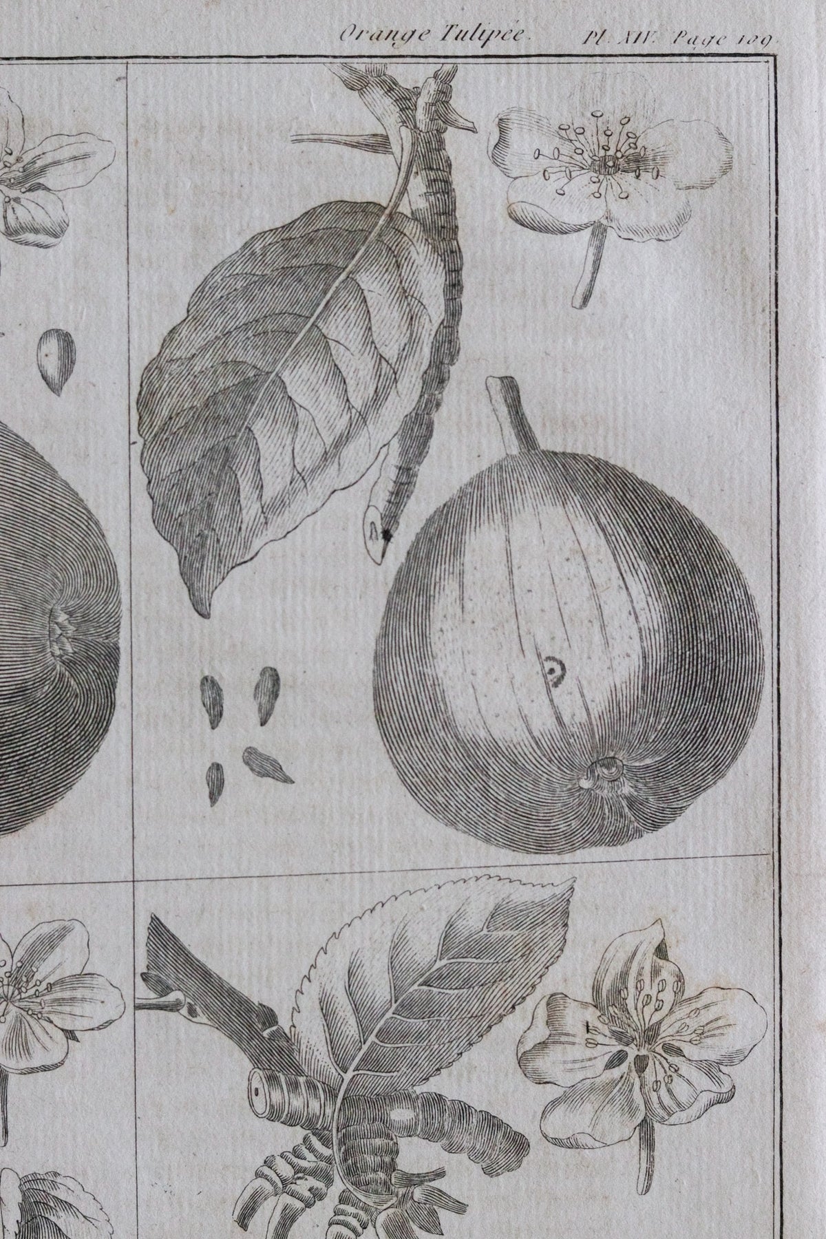 Antique French Pear Print c.1918