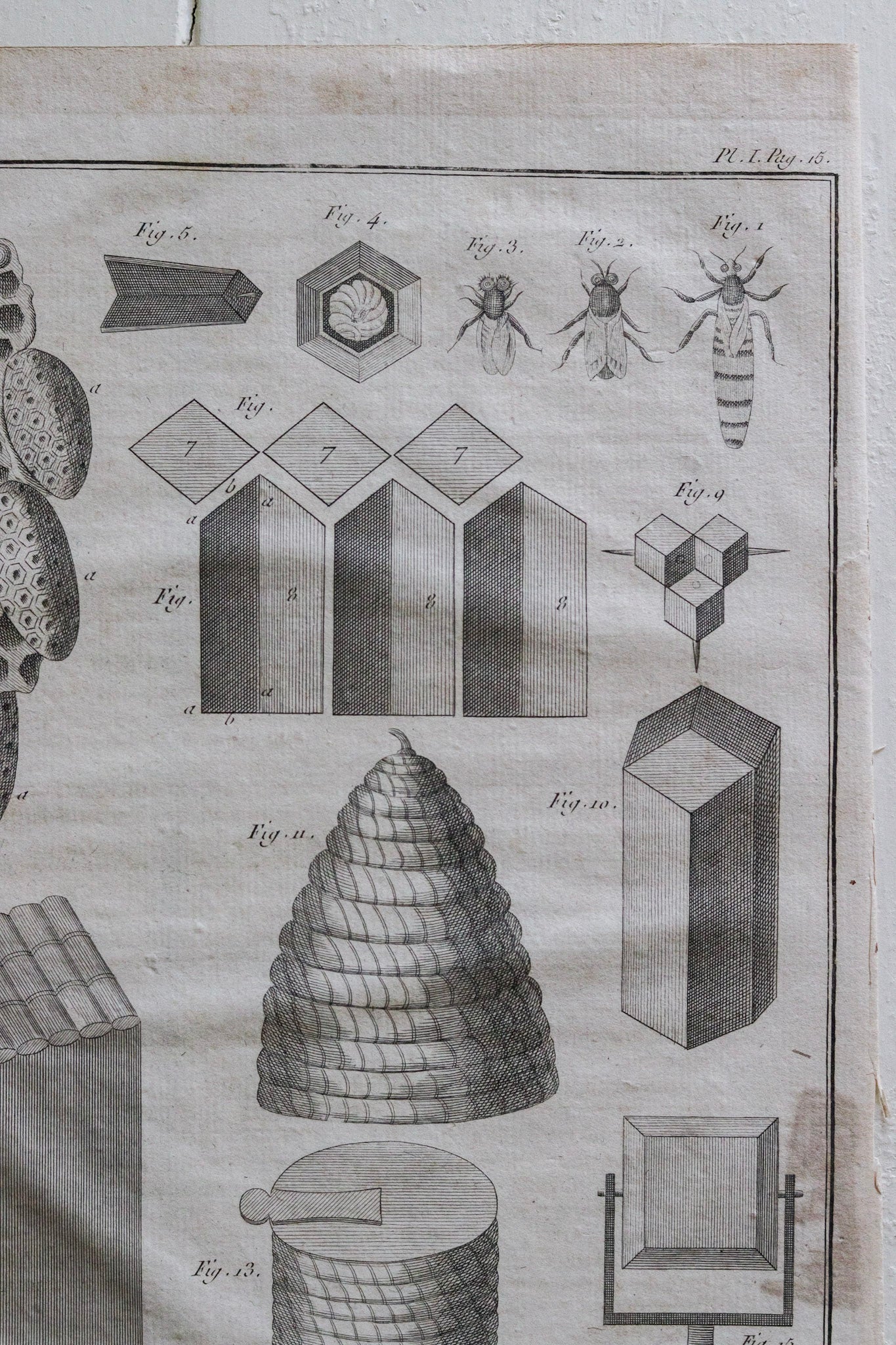 Antique French Bee, Bee Skep and Honeycomb Print