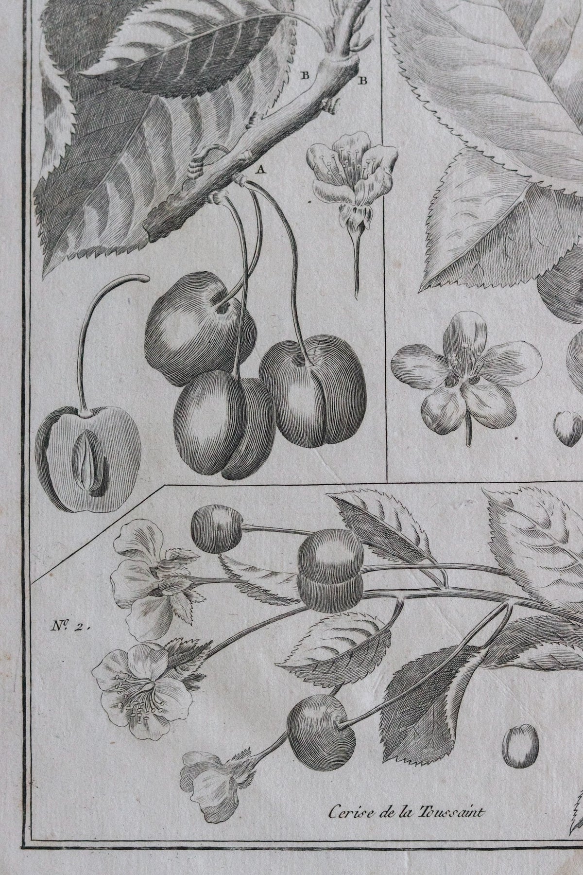 Antique French Cherry Print c.1918