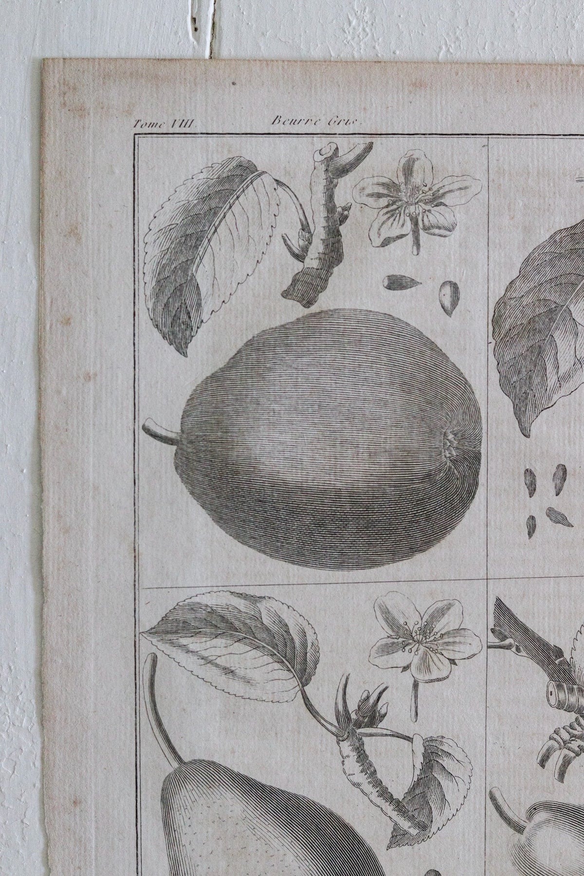 Antique French Pear Print c.1918