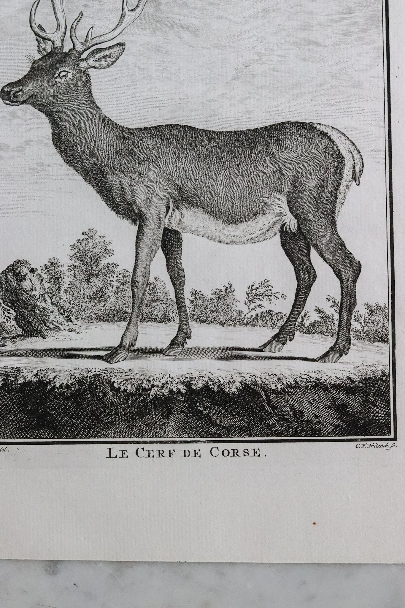 Antique French Deer Engraving