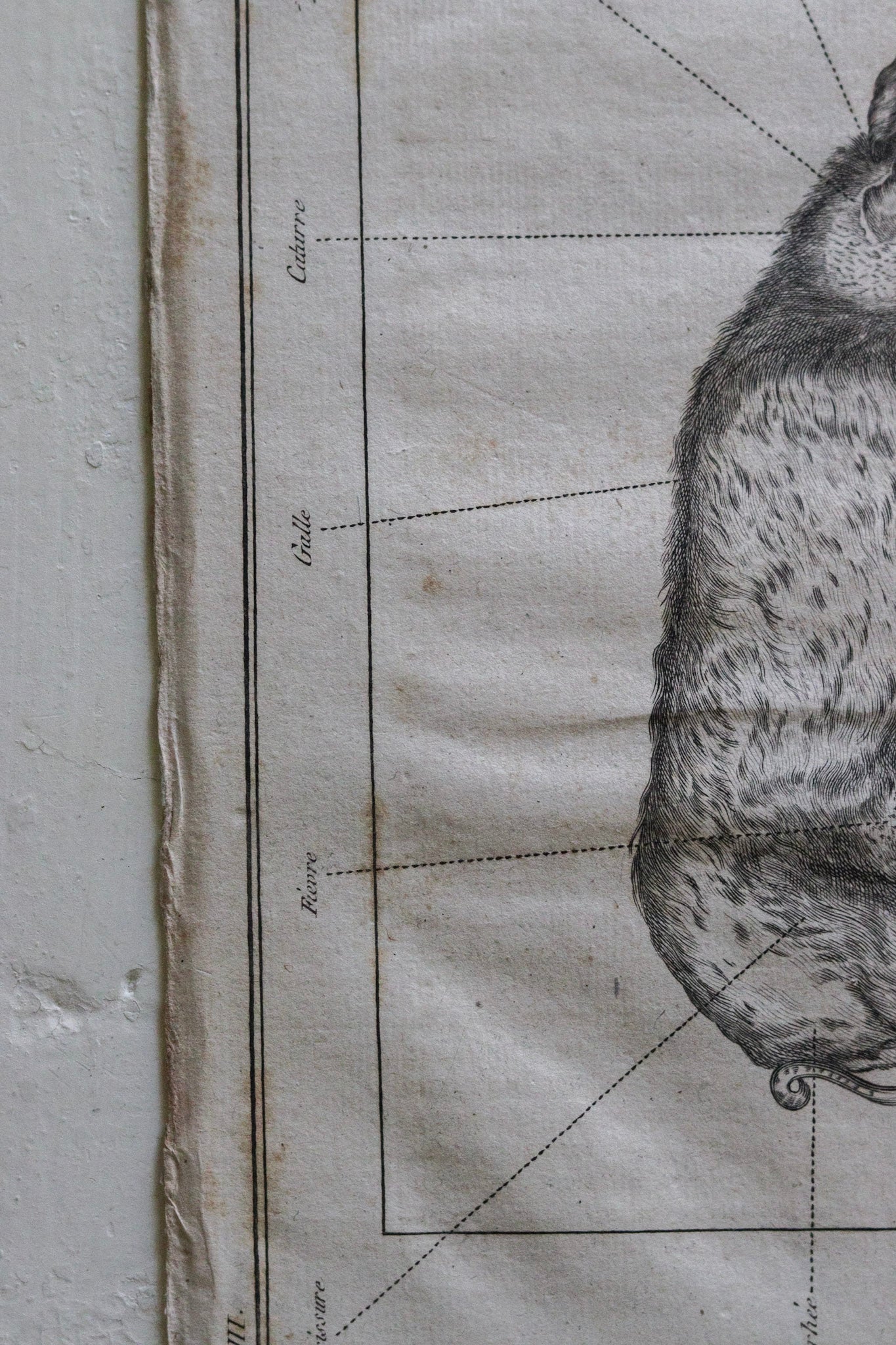 Antique French Pig Print