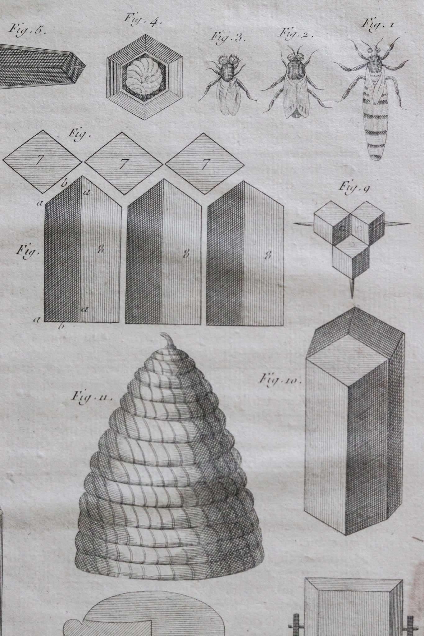 Antique French Bee, Bee Skep and Honeycomb Print
