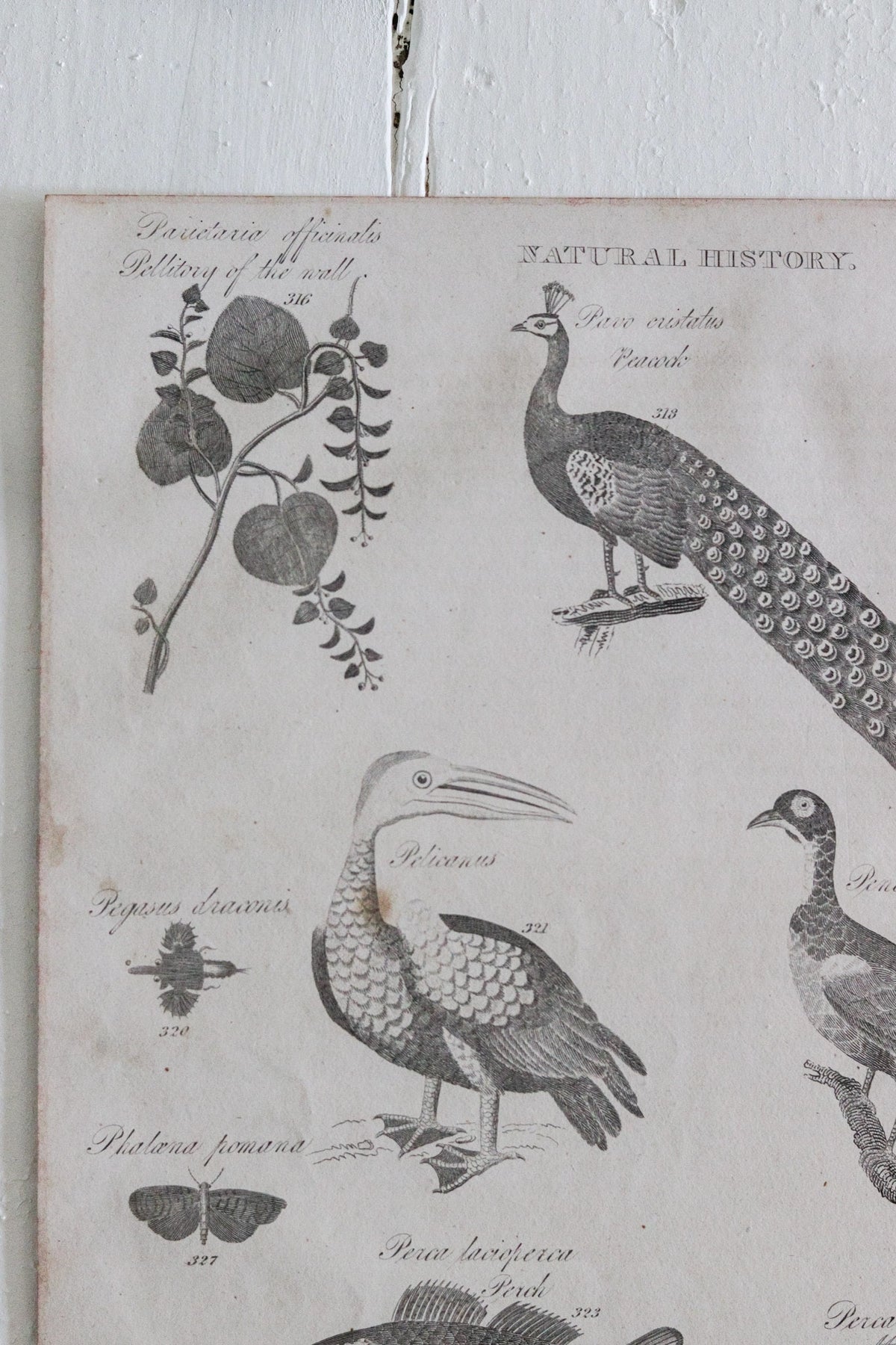 Antique Natural History Engraving c.1820