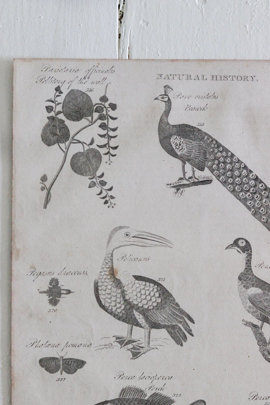 Antique Natural History Engraving c.1820