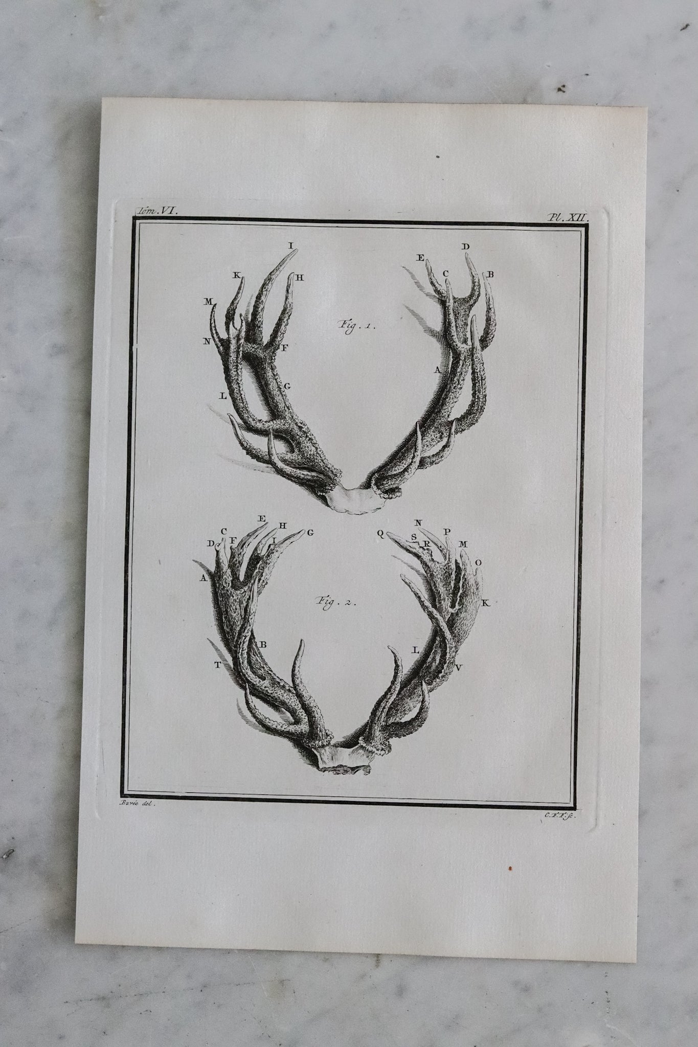 Antique French Antler Engraving