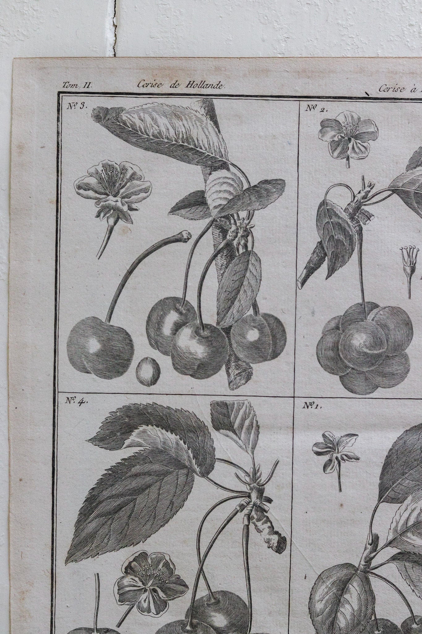 Antique French Cherry Print No.2
