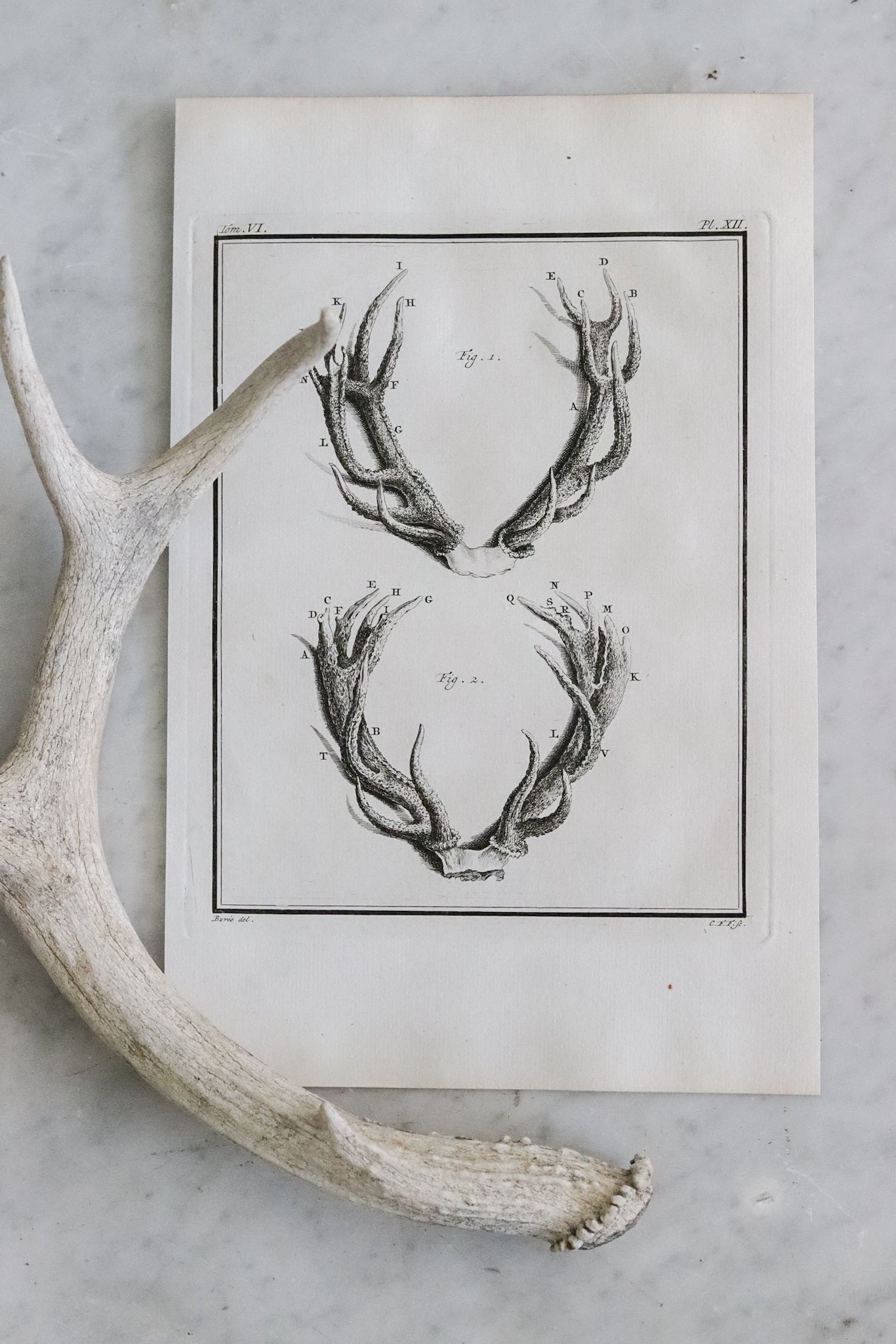 Antique French Antler Engraving