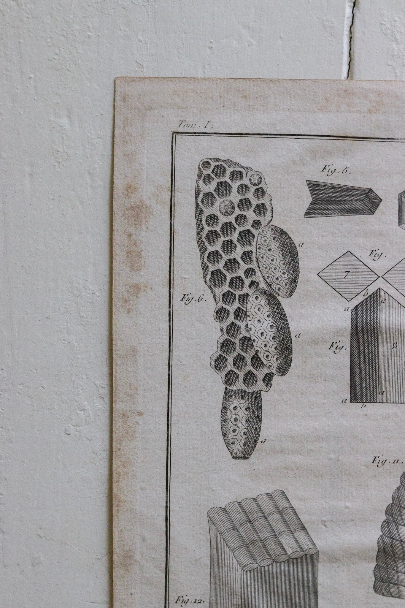 Antique French Bee, Bee Skep and Honeycomb Print