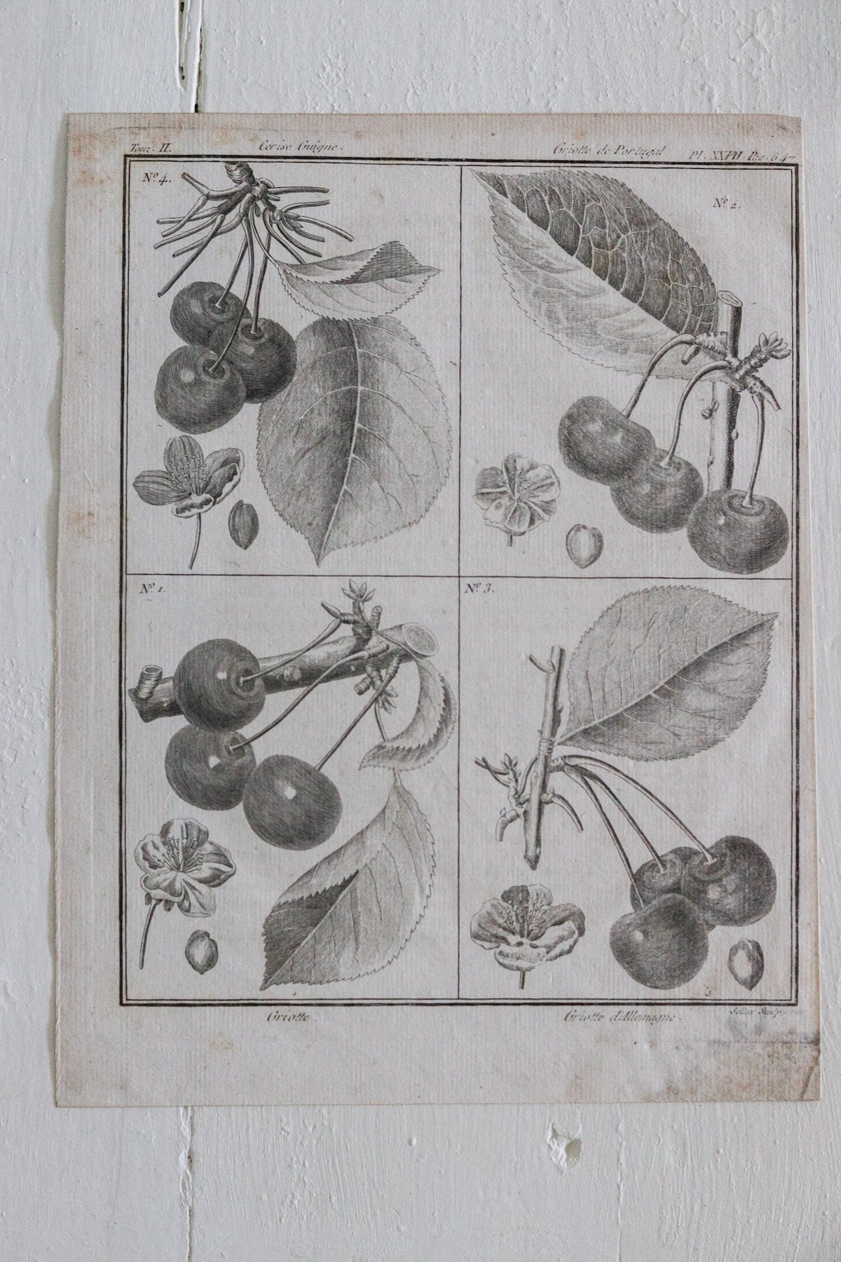 Antique French Cherry Print c.1918