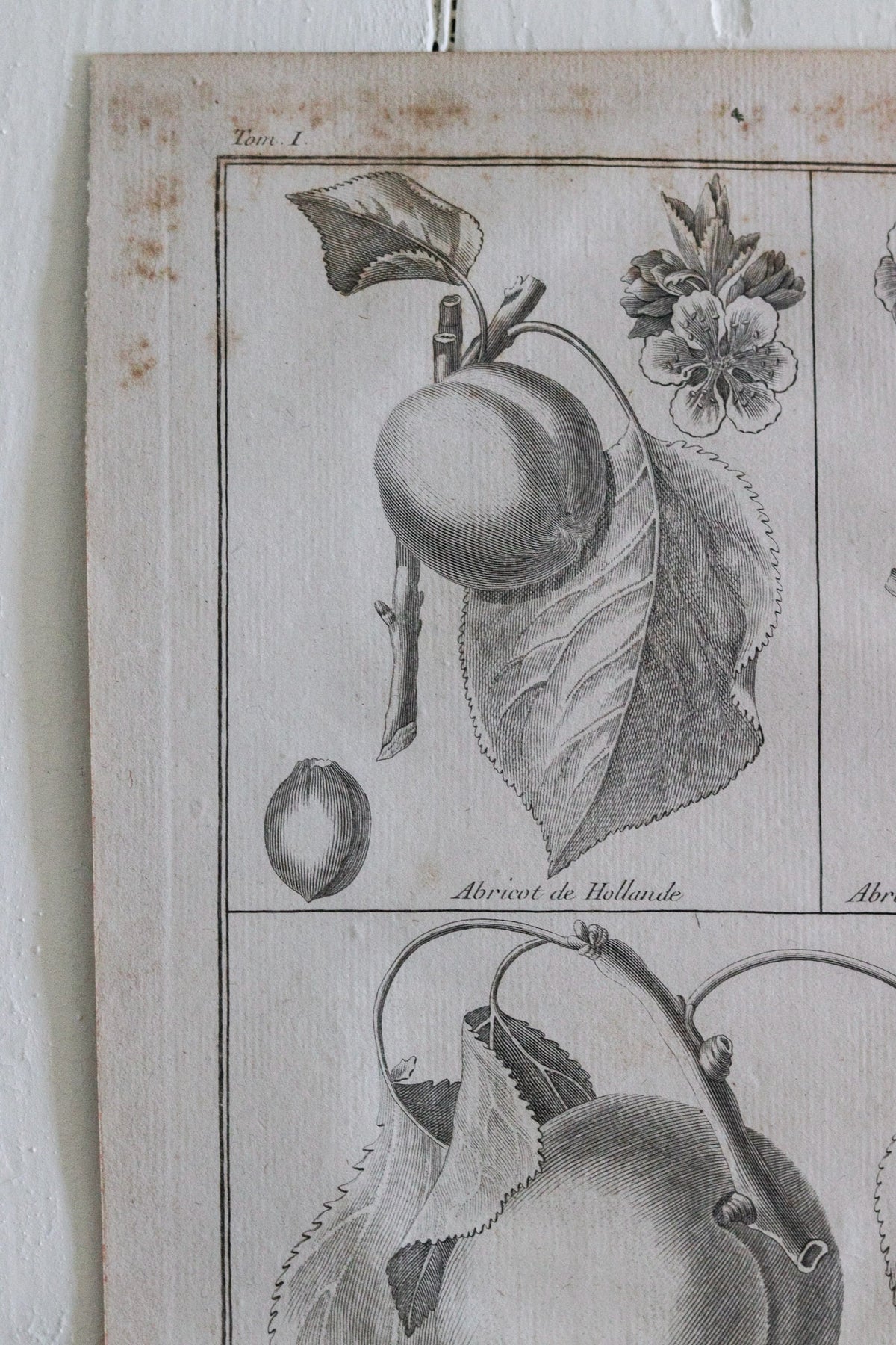 Antique French Apricot Print c.1918