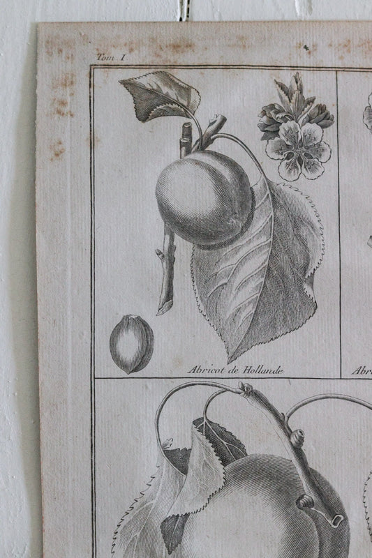 Antique French Apricot Print c.1918