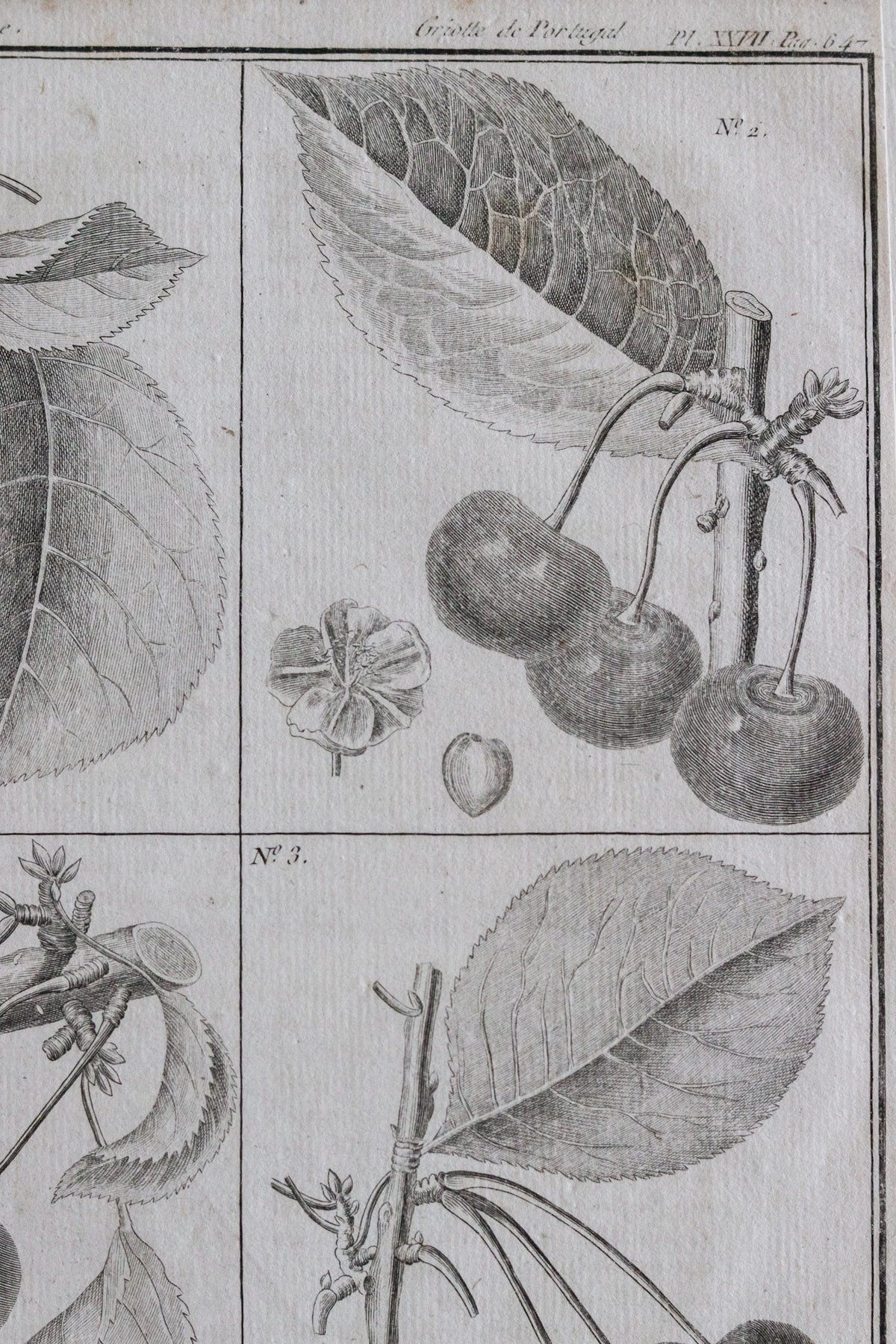 Antique French Cherry Print c.1918