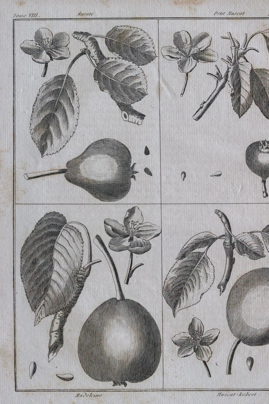 Antique French Pear Print c.1918