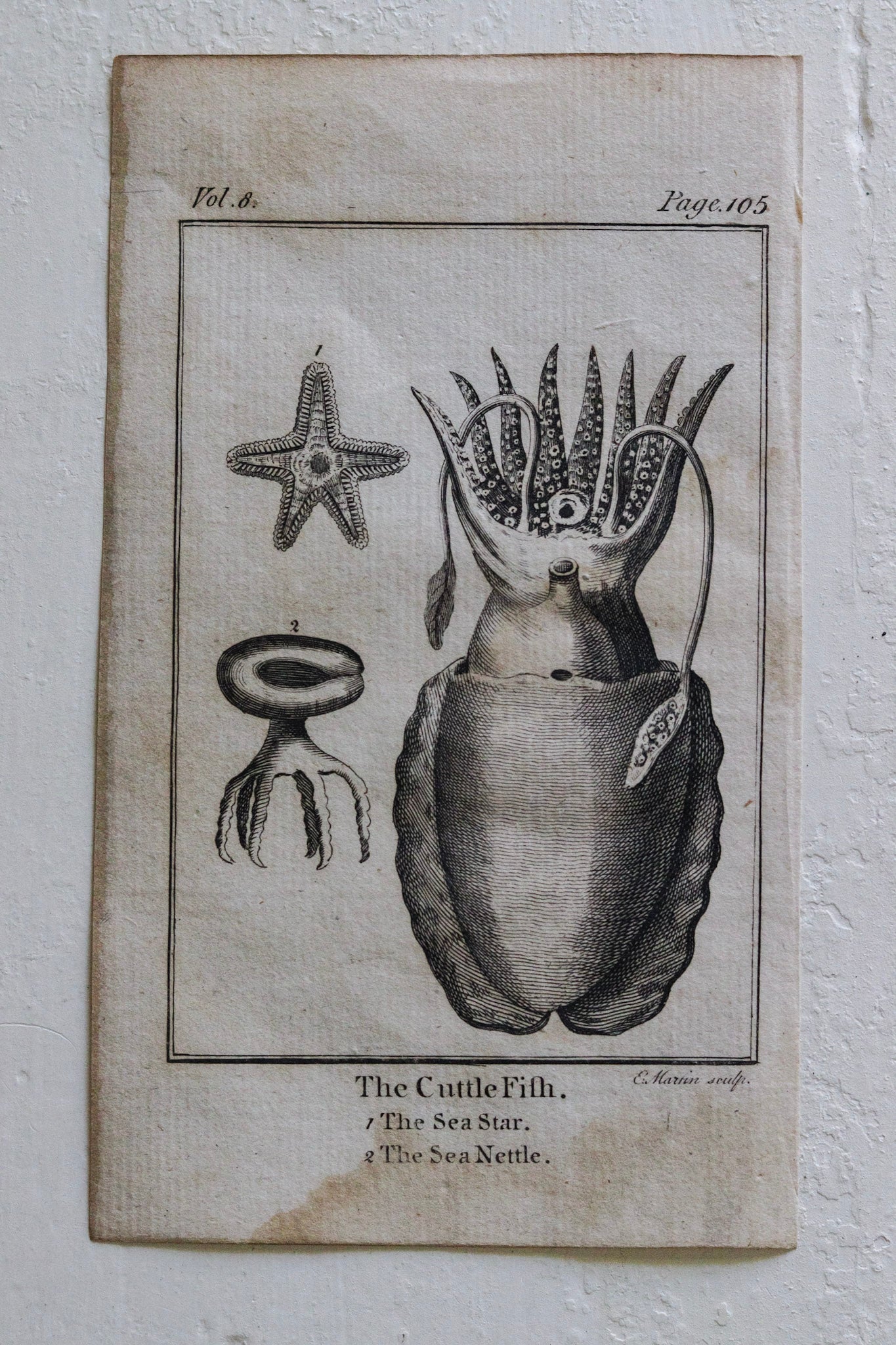 Antique Fish Print No.4