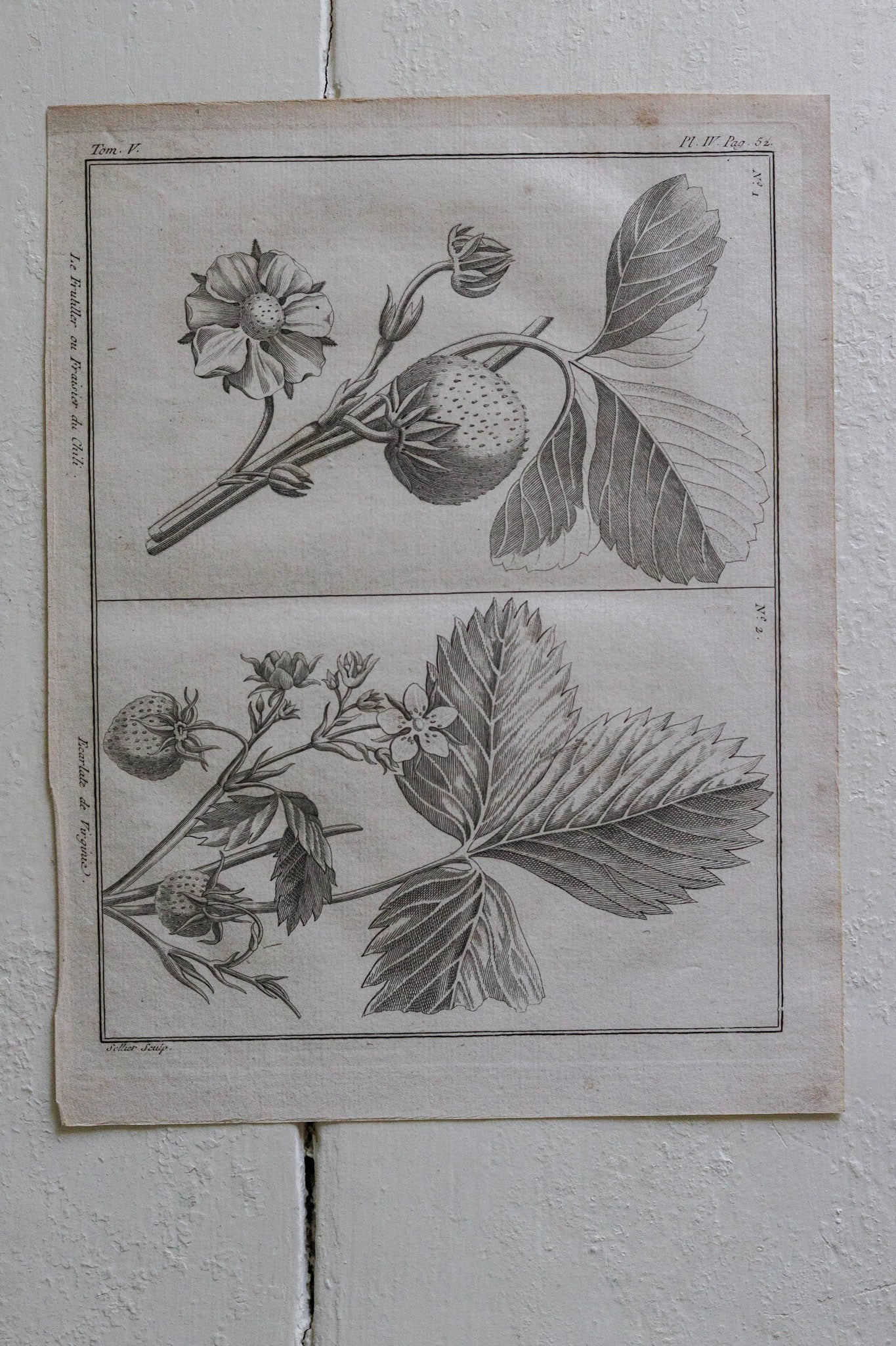 Antique French Strawberry Print No.1