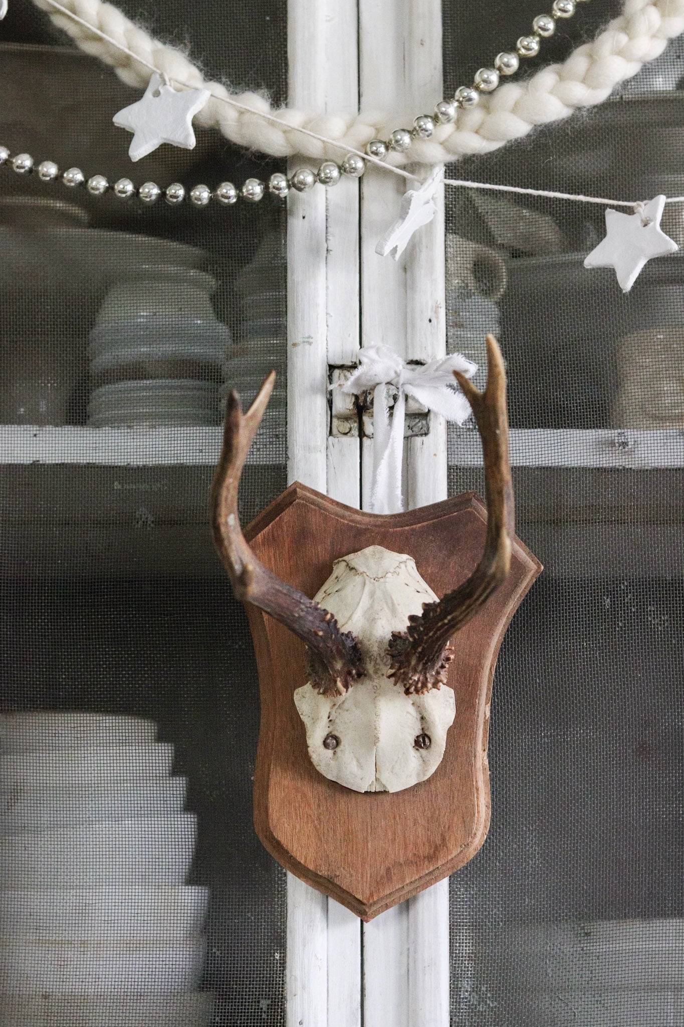 Petite Vintage European Antler Mount No.2