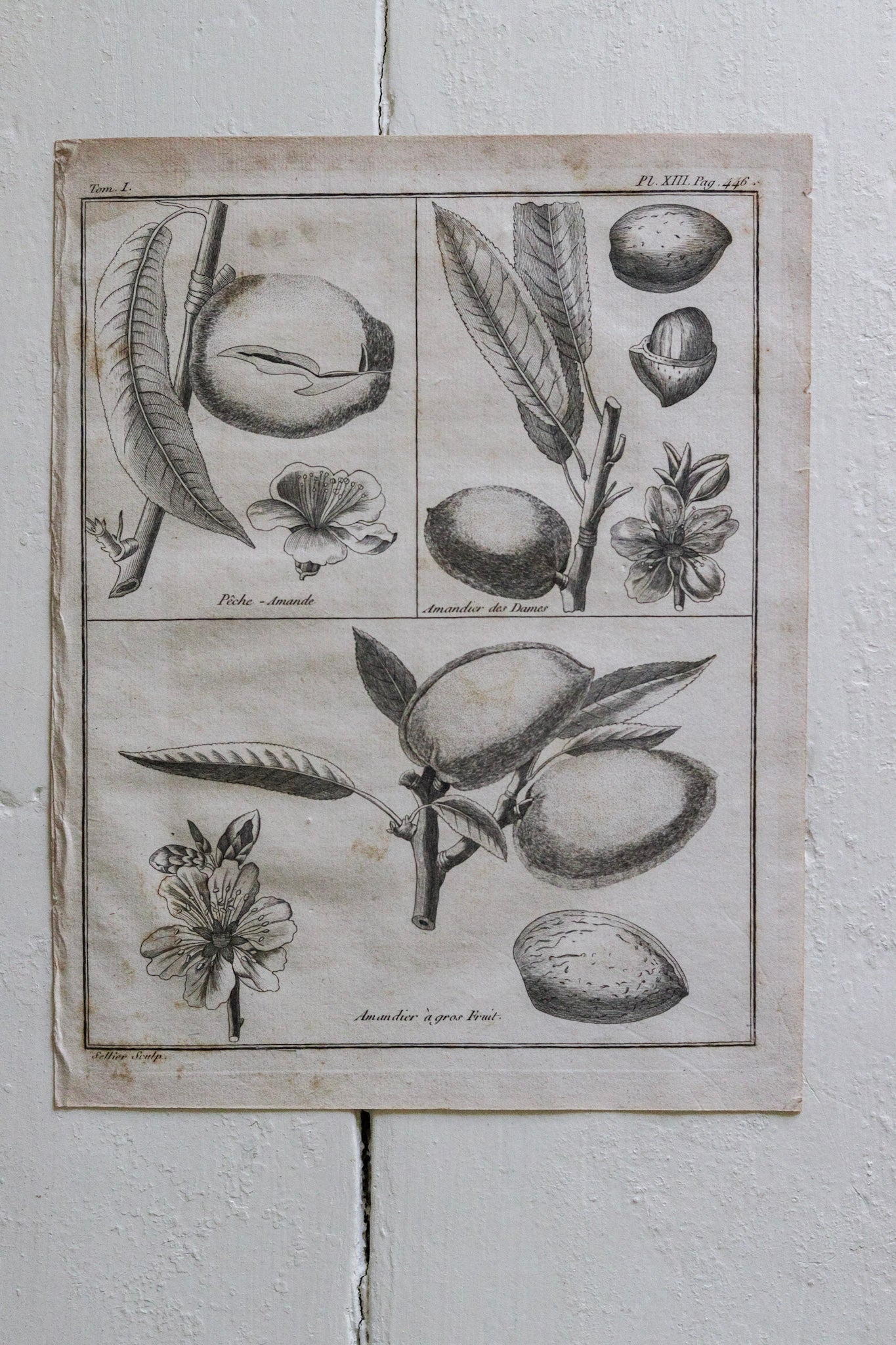 Antique French Almond Print