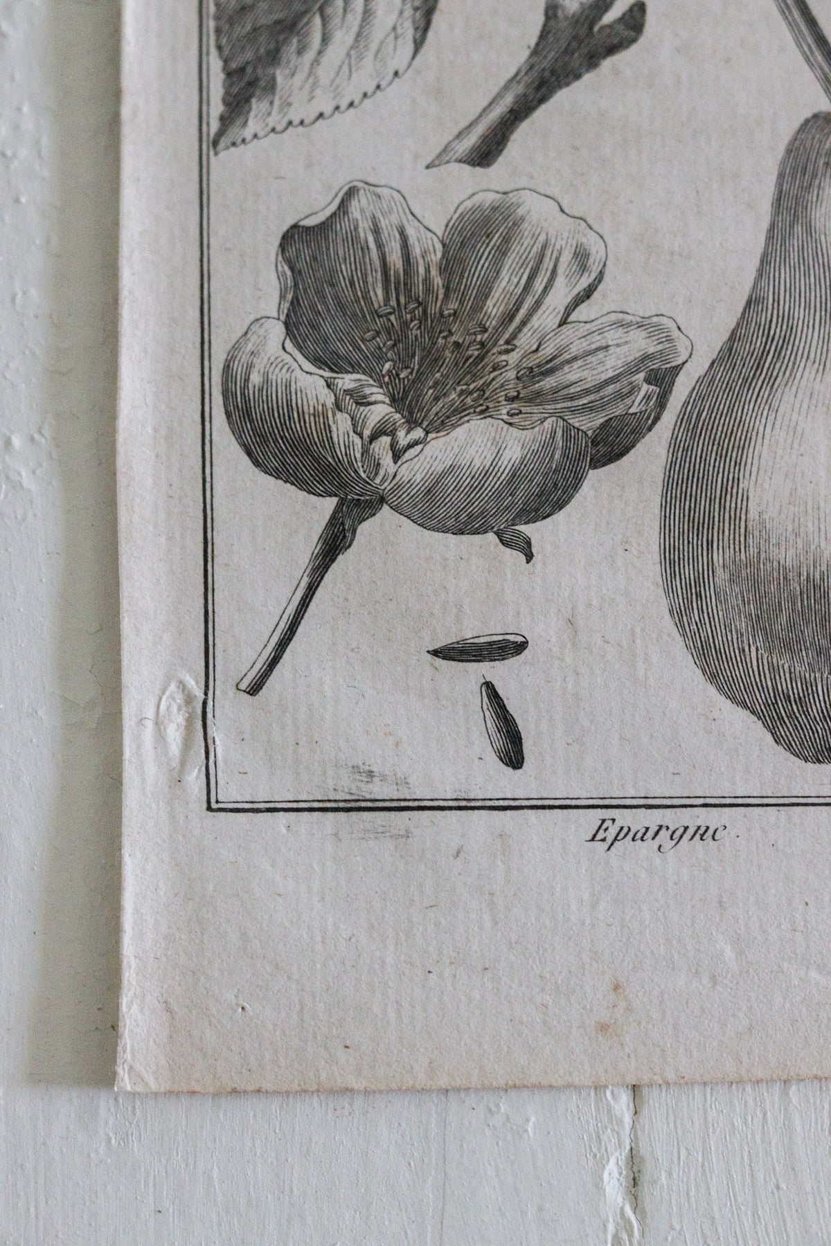 Antique French Pear Print c.1918