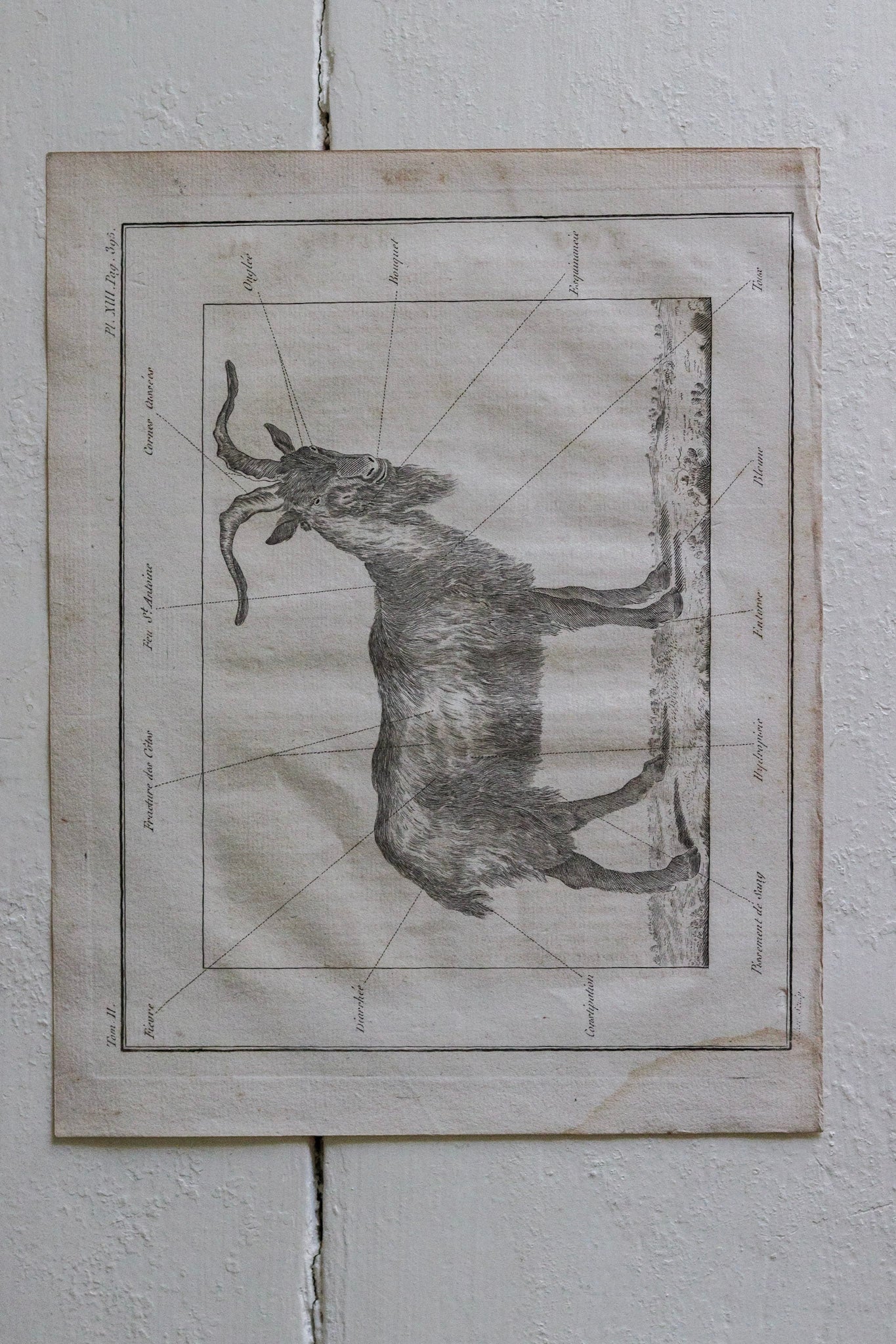 Antique French Goat Print