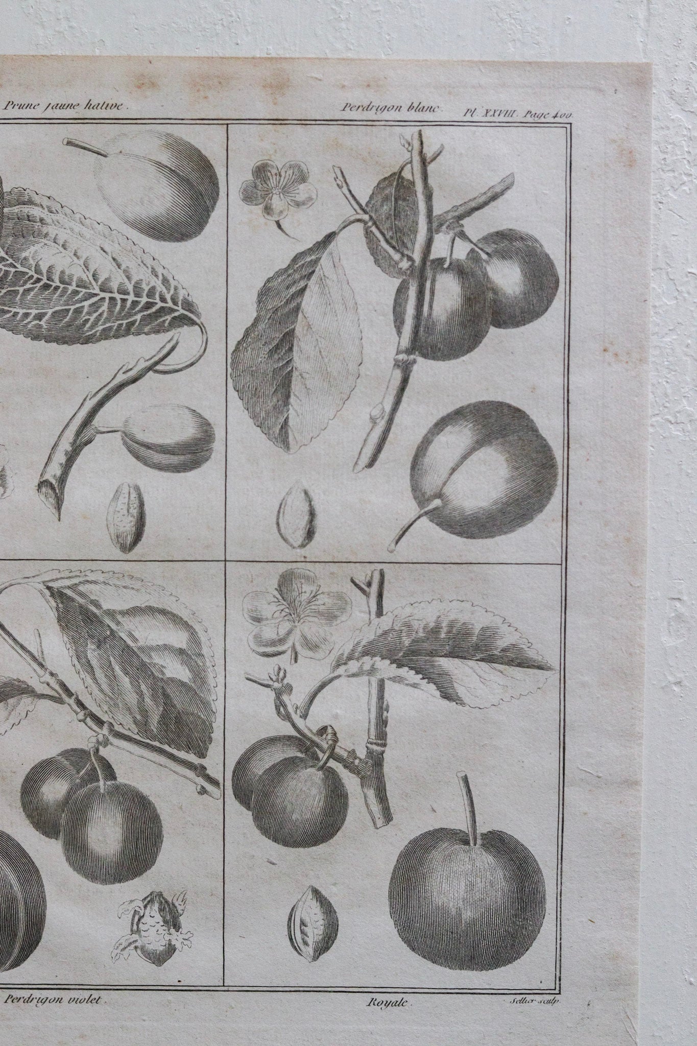 Antique French Plum Print No.1