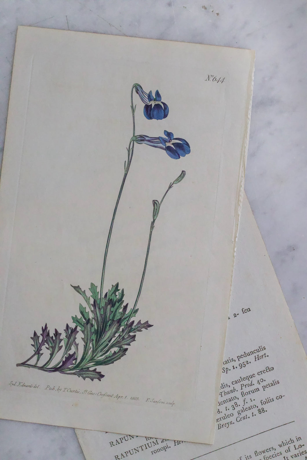 Antique Floral Print
