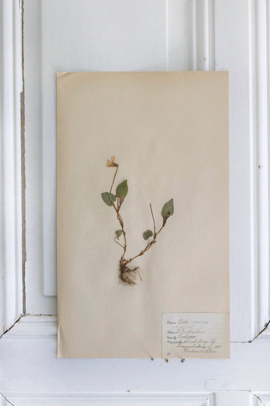 Swedish Herbarium - Dated 1934