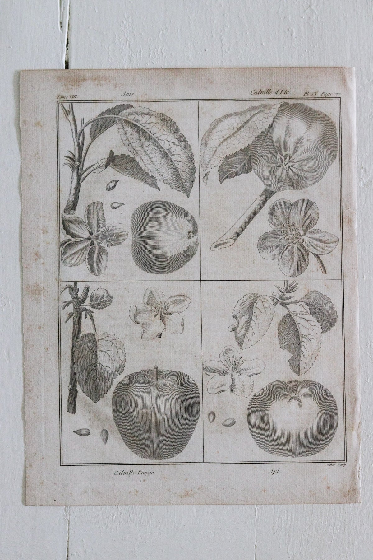 Antique French Apple Print c.1918