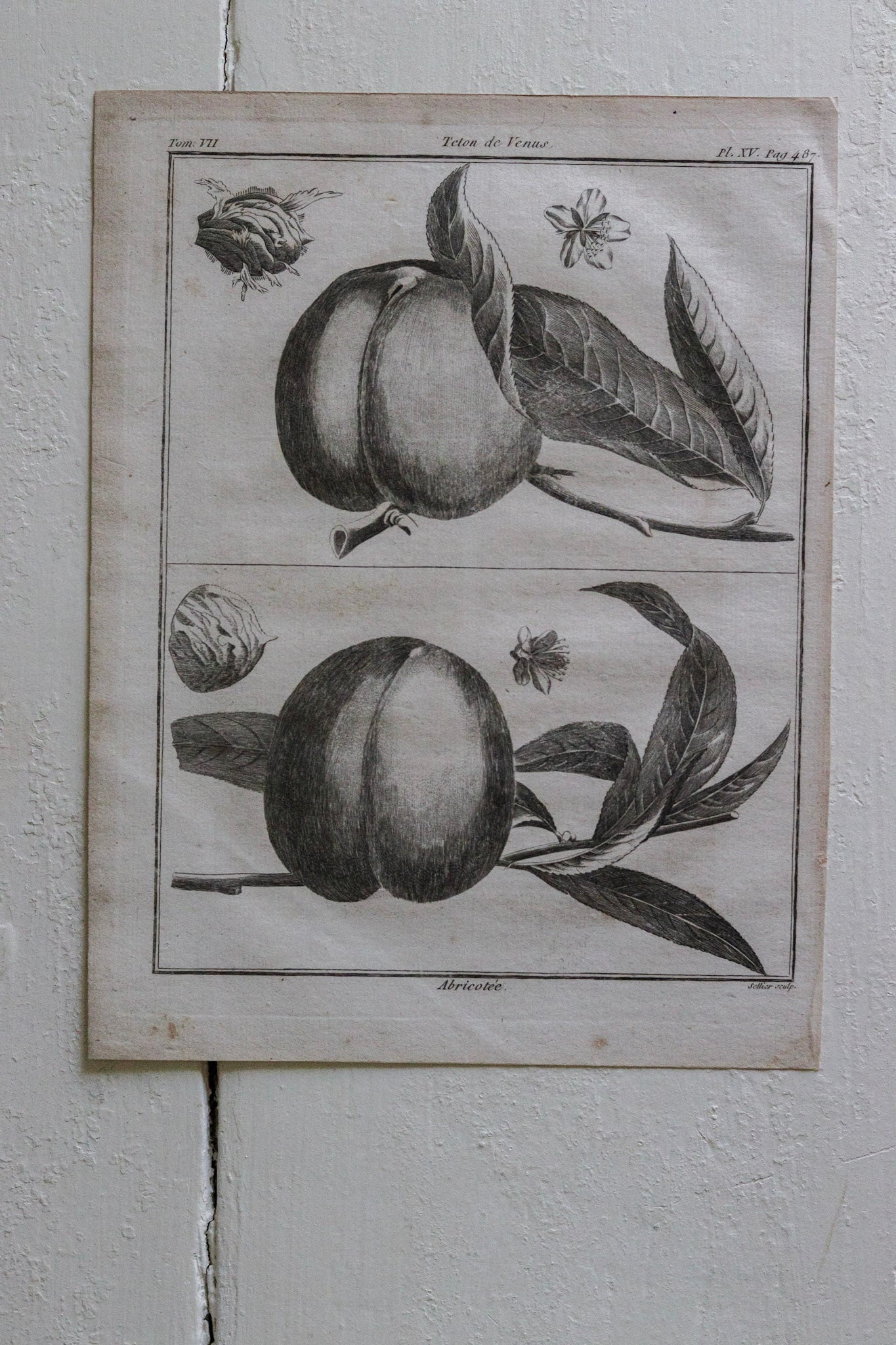 Antique French Fruit Print No.3