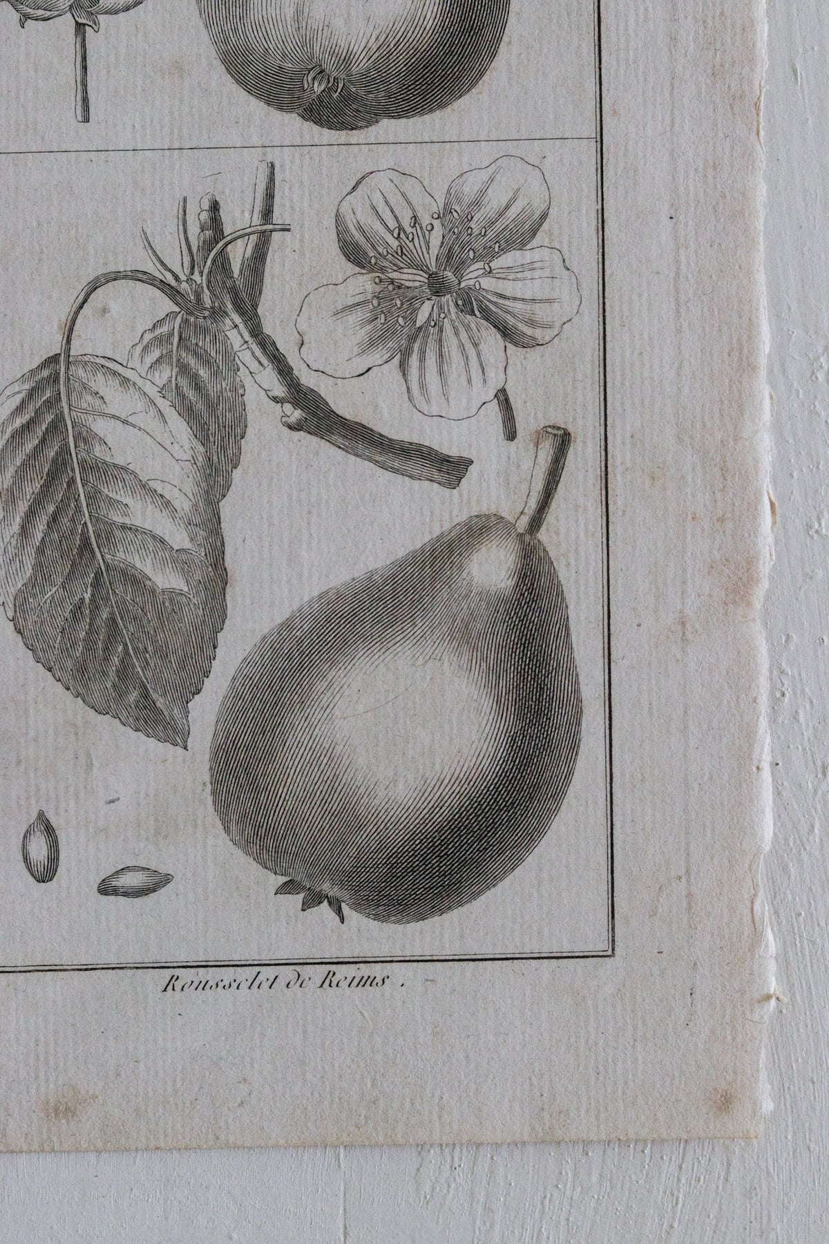 Antique French Pear Print c.1918