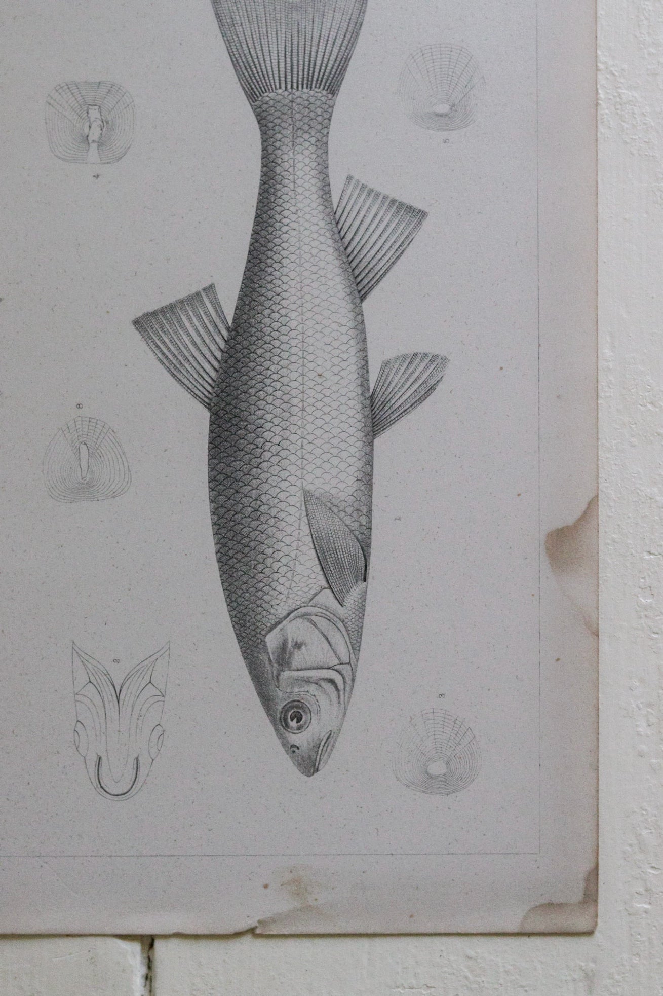 Antique Fish Print No.2